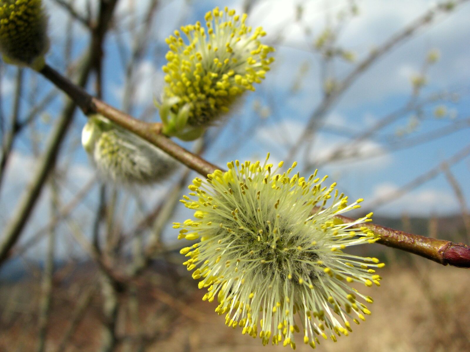 Canon POWERSHOT S5 IS sample photo. Spring, the basis of photography