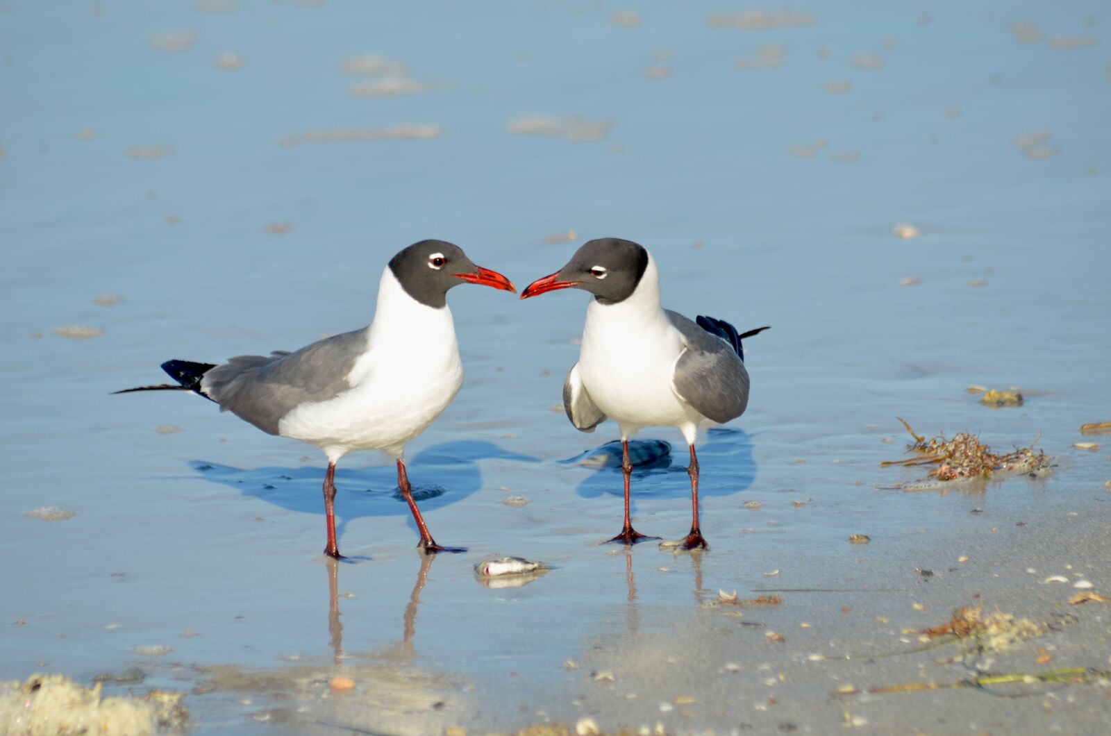 Nikon D7000 sample photo. Birds, seagull, sea photography