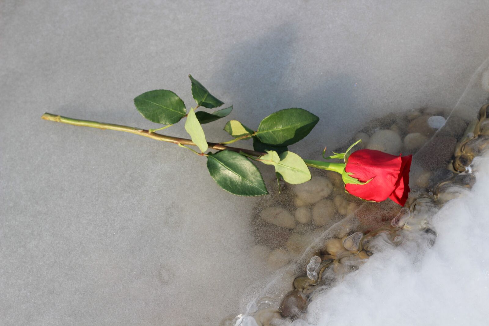 Canon EOS 600D (Rebel EOS T3i / EOS Kiss X5) + Canon EF 50mm F1.8 II sample photo. Red rose on ice photography