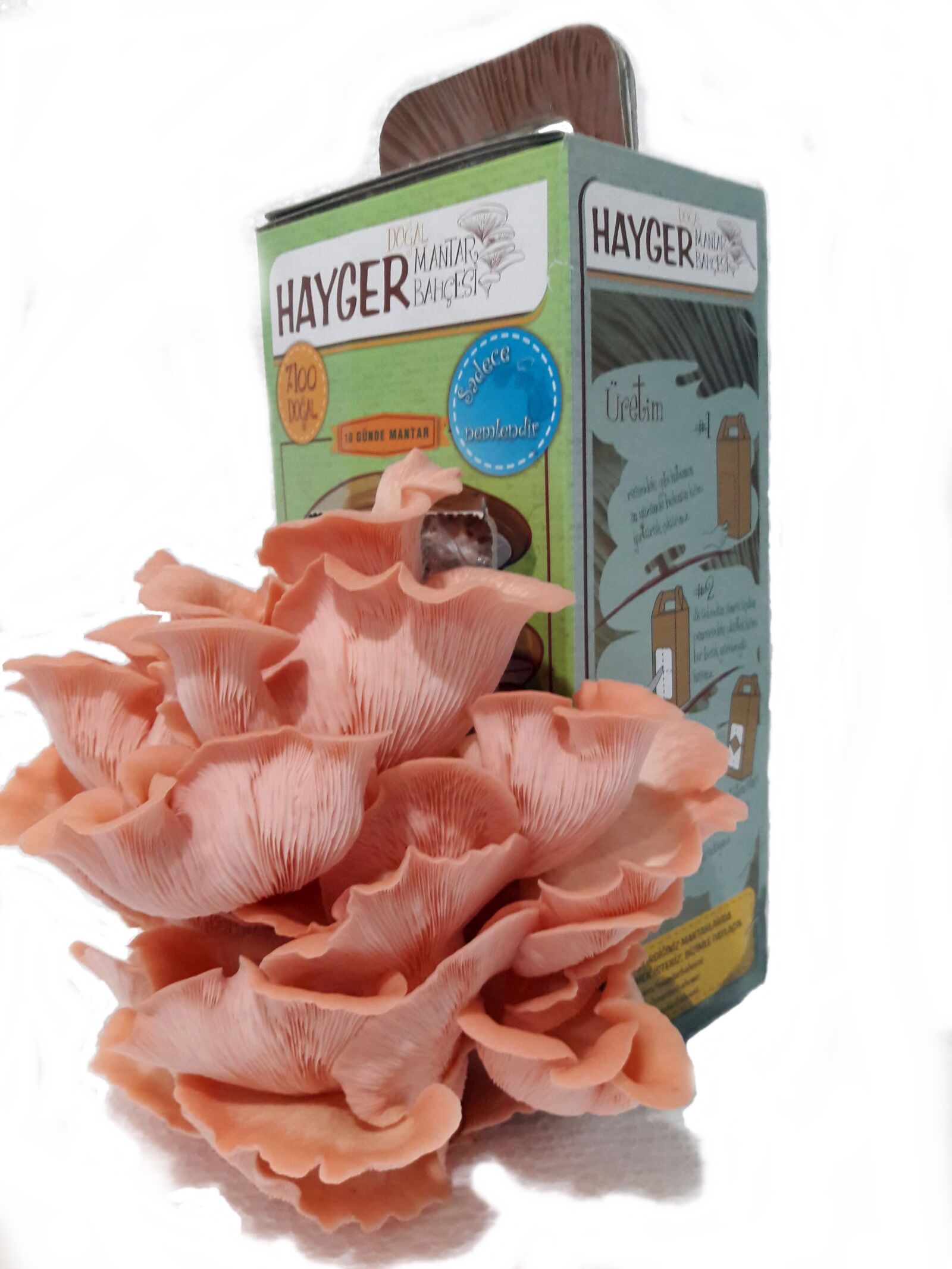 Samsung Galaxy J7 sample photo. Mushrooms at home, valentine photography