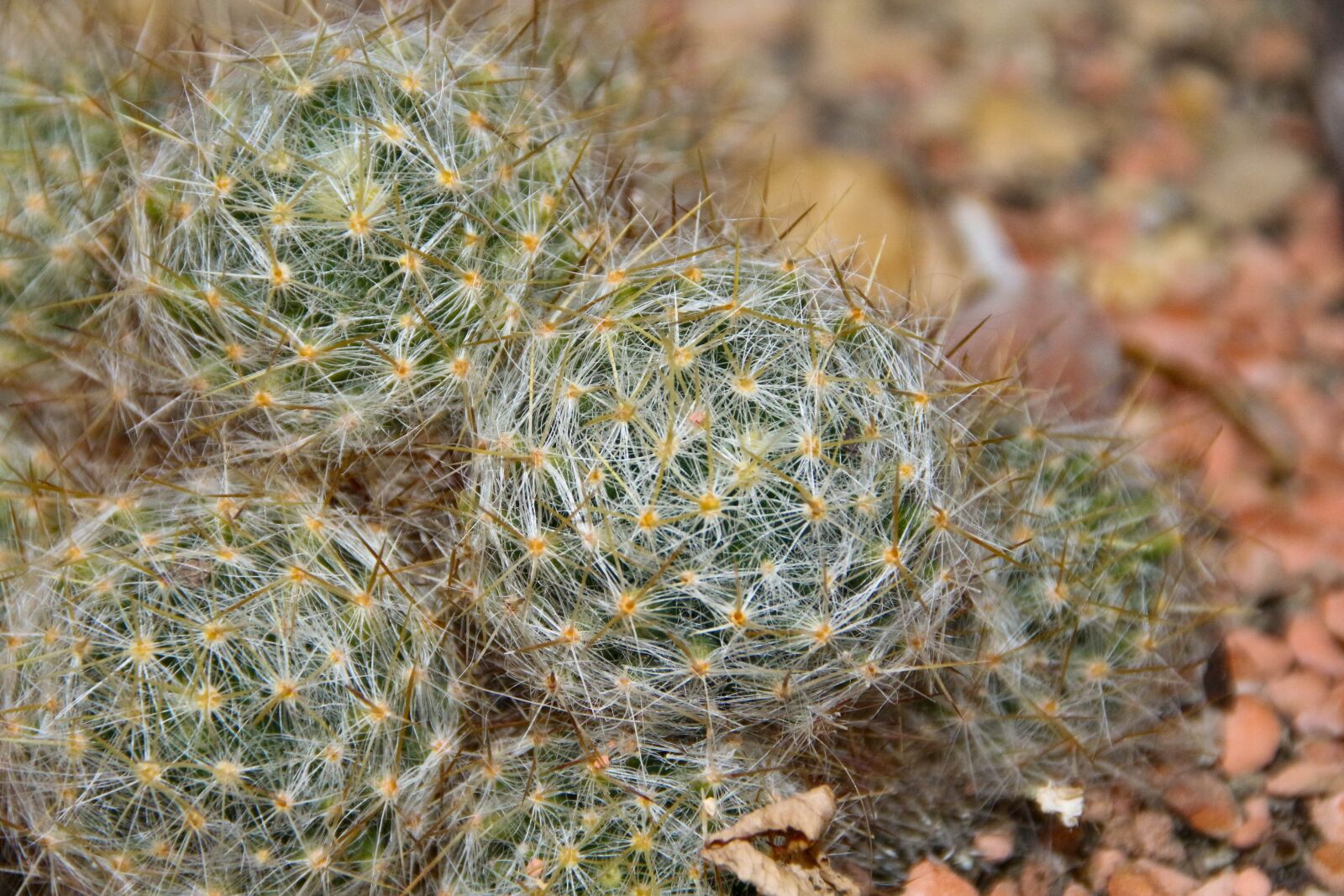 Canon EOS 700D (EOS Rebel T5i / EOS Kiss X7i) sample photo. Cactus, spur, hairy photography