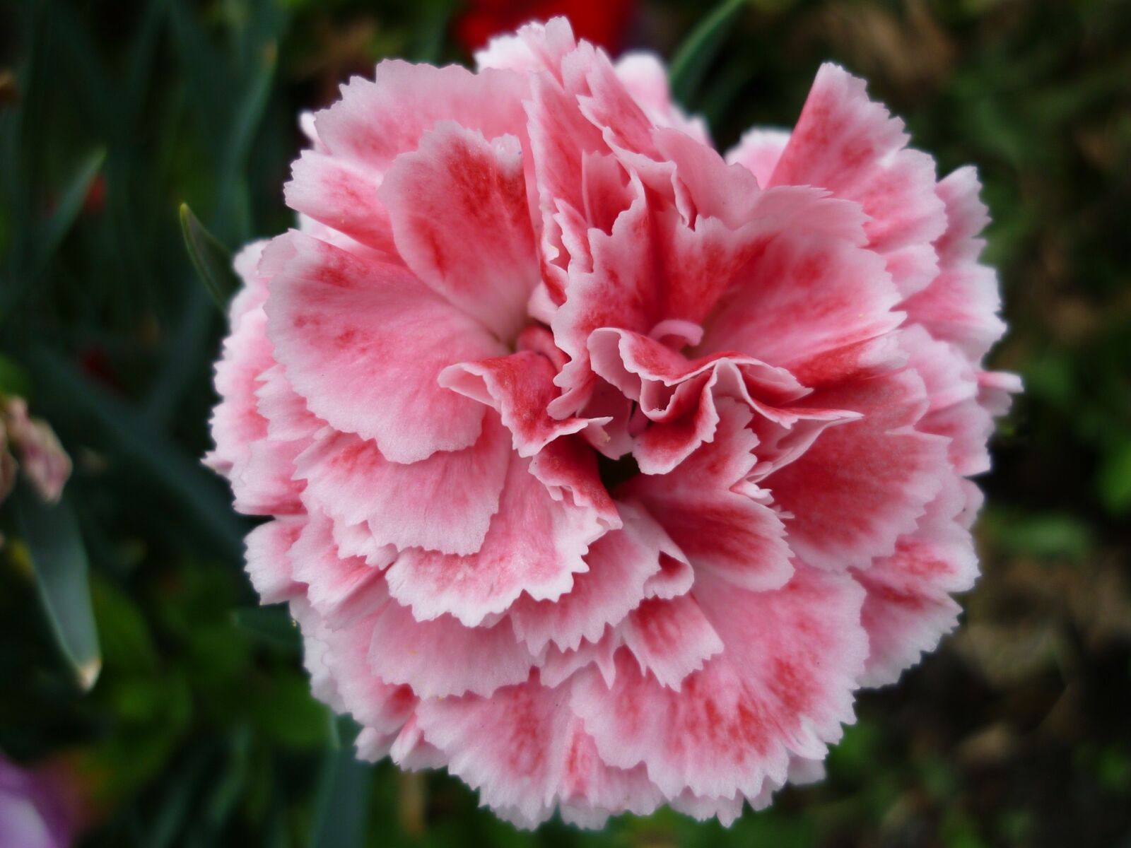 Panasonic Lumix DMC-FS6 sample photo. Carnation, nature, bright pink photography