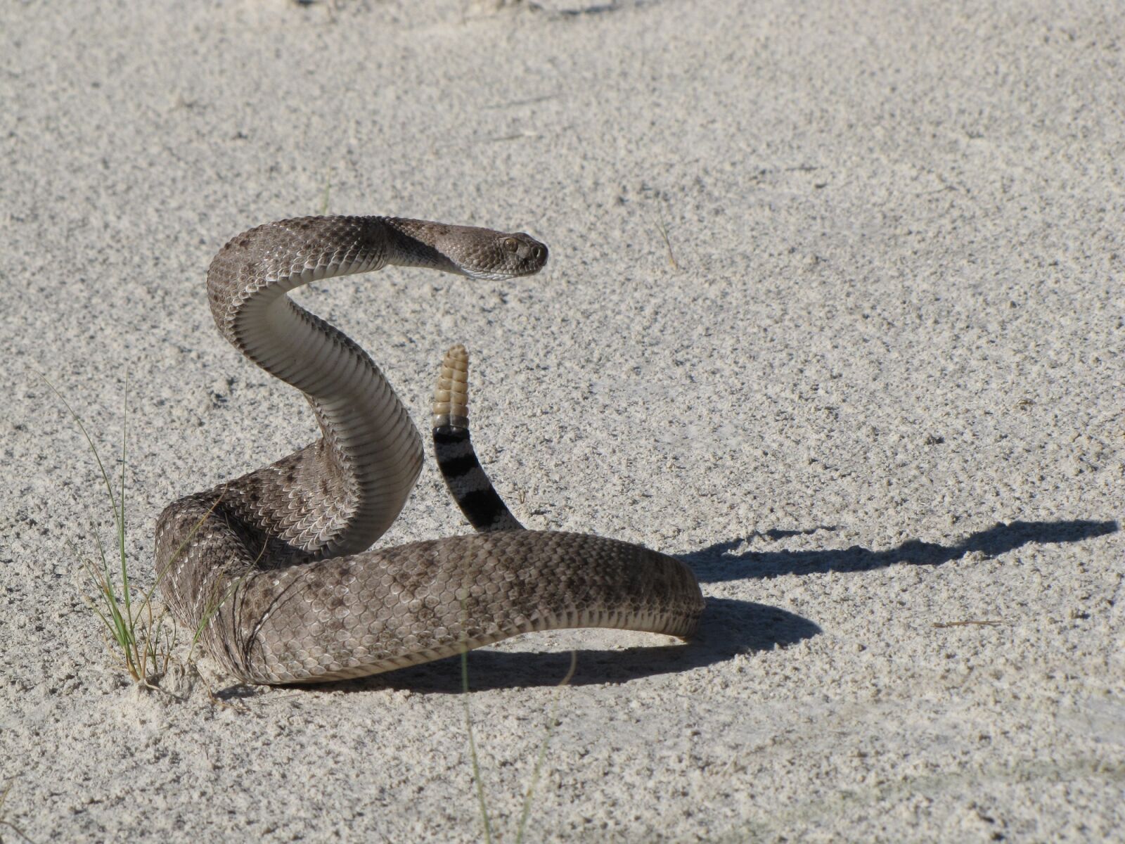 Canon PowerShot SX20 IS sample photo. Western diamondback rattlesnake, viper photography