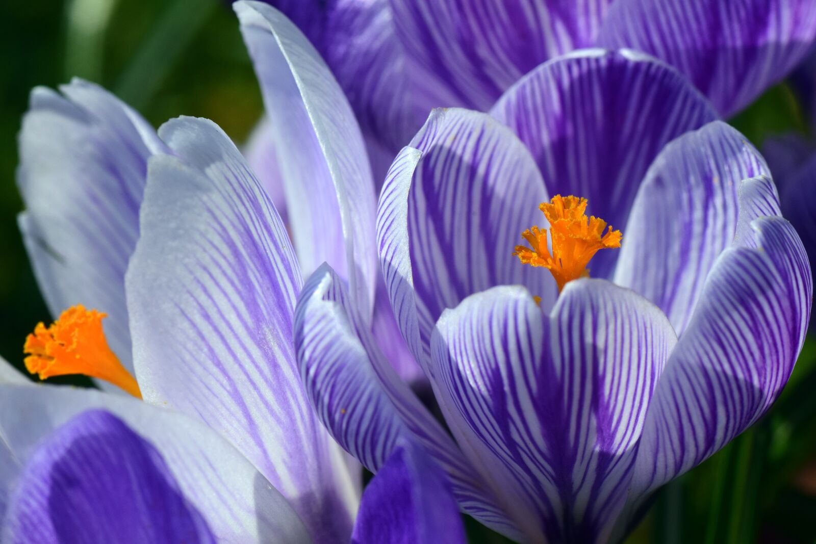 Nikon D3300 sample photo. Crocus, spring, purple photography