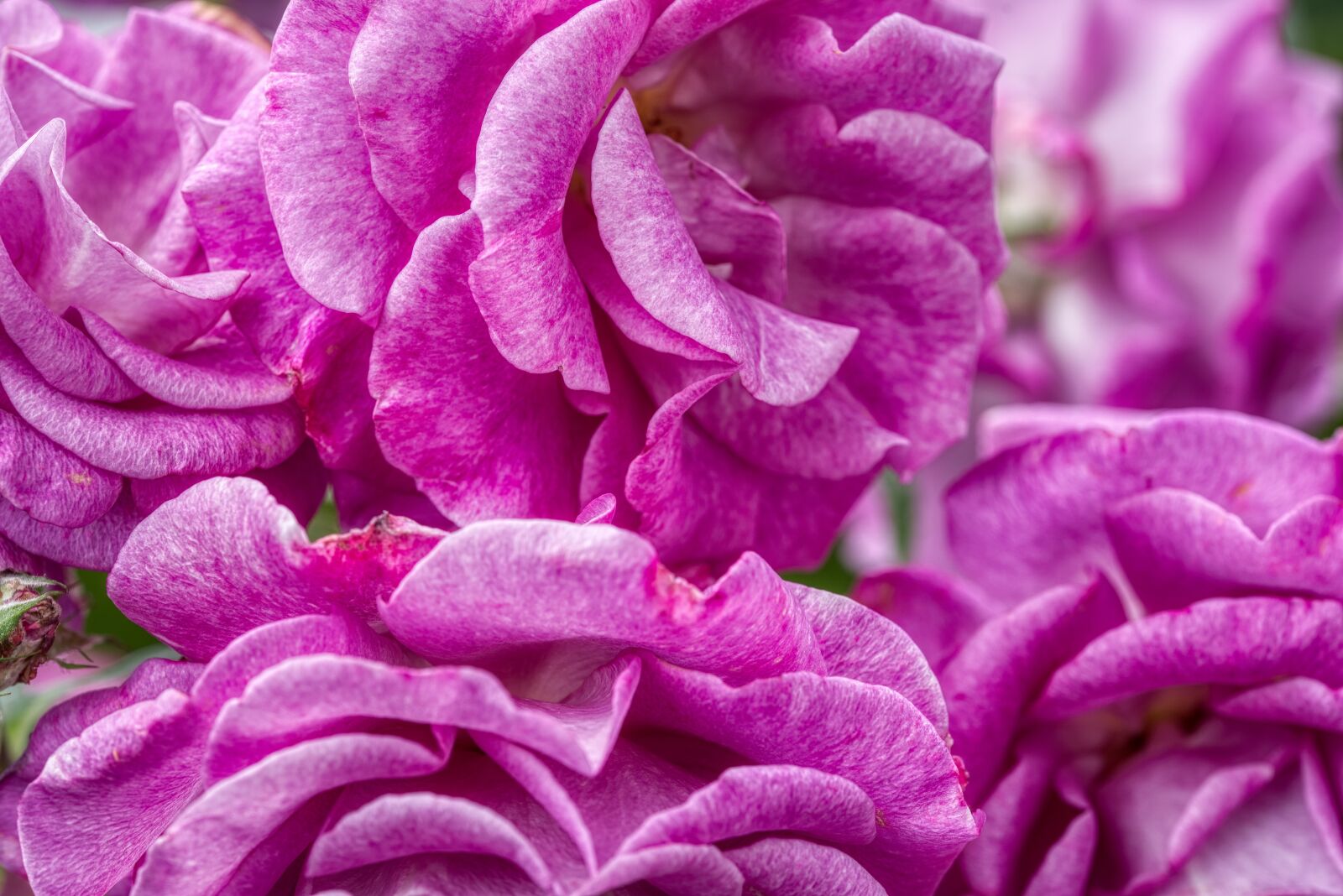 Nikon D750 sample photo. Rose flower, rosebush, violet photography