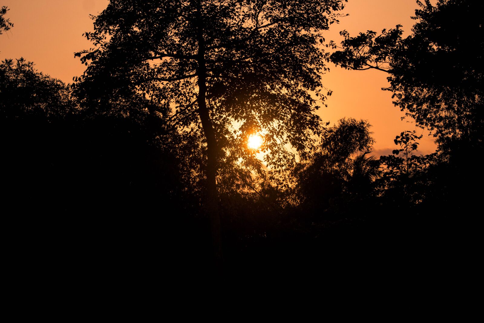 Nikon D5500 sample photo. The forests, fall evening photography