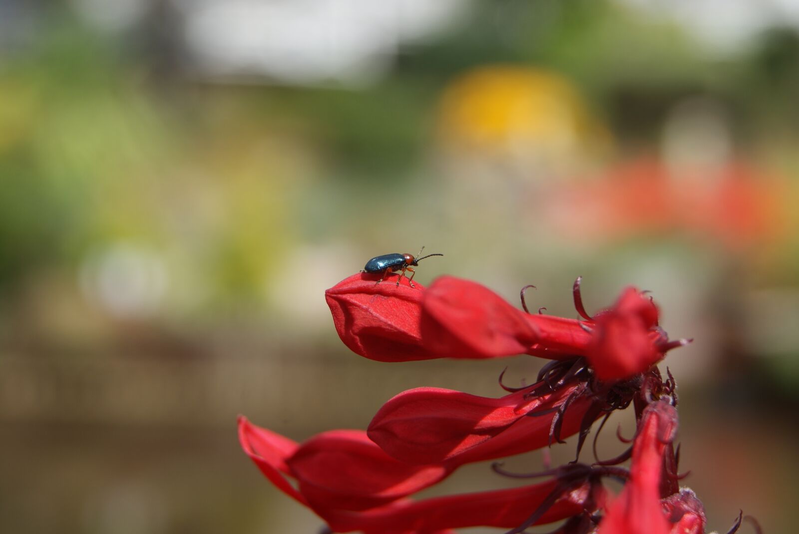 Sony Alpha DSLR-A230 sample photo. Bokeh, flower, bug photography