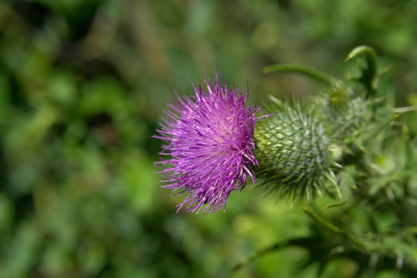 Sony a6000 sample photo. Thistle, blossom, bloom photography