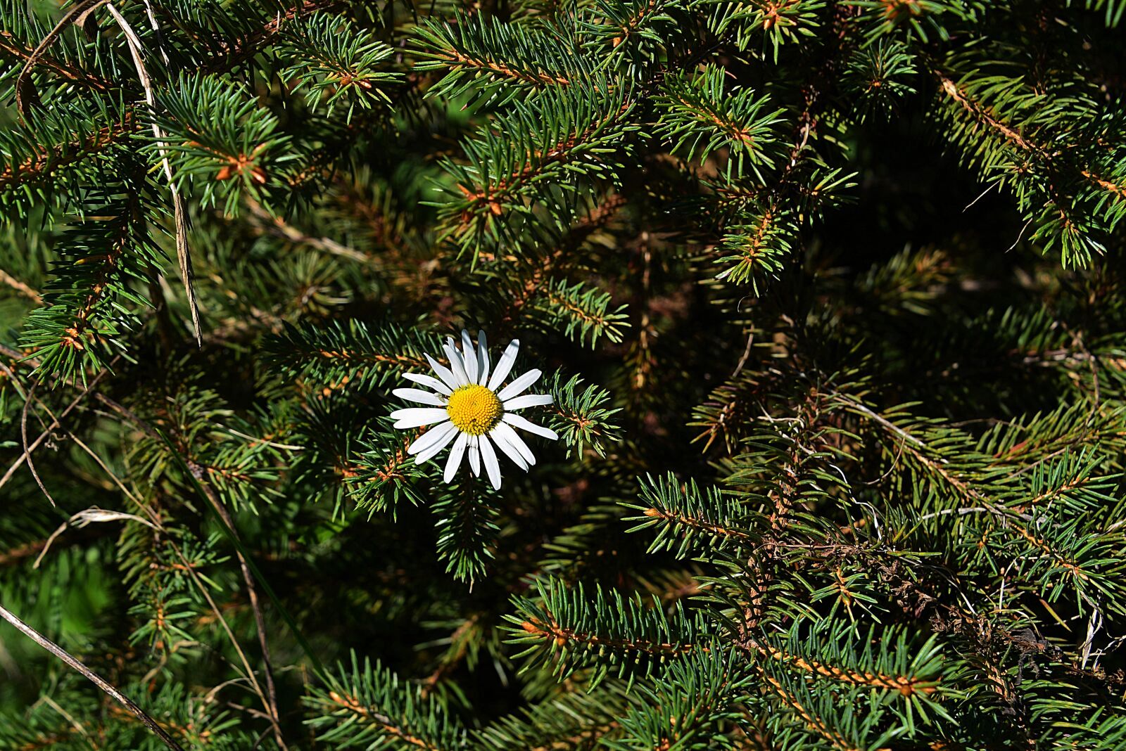 Nikon D610 sample photo. Marguerite, spruce branches, forest photography