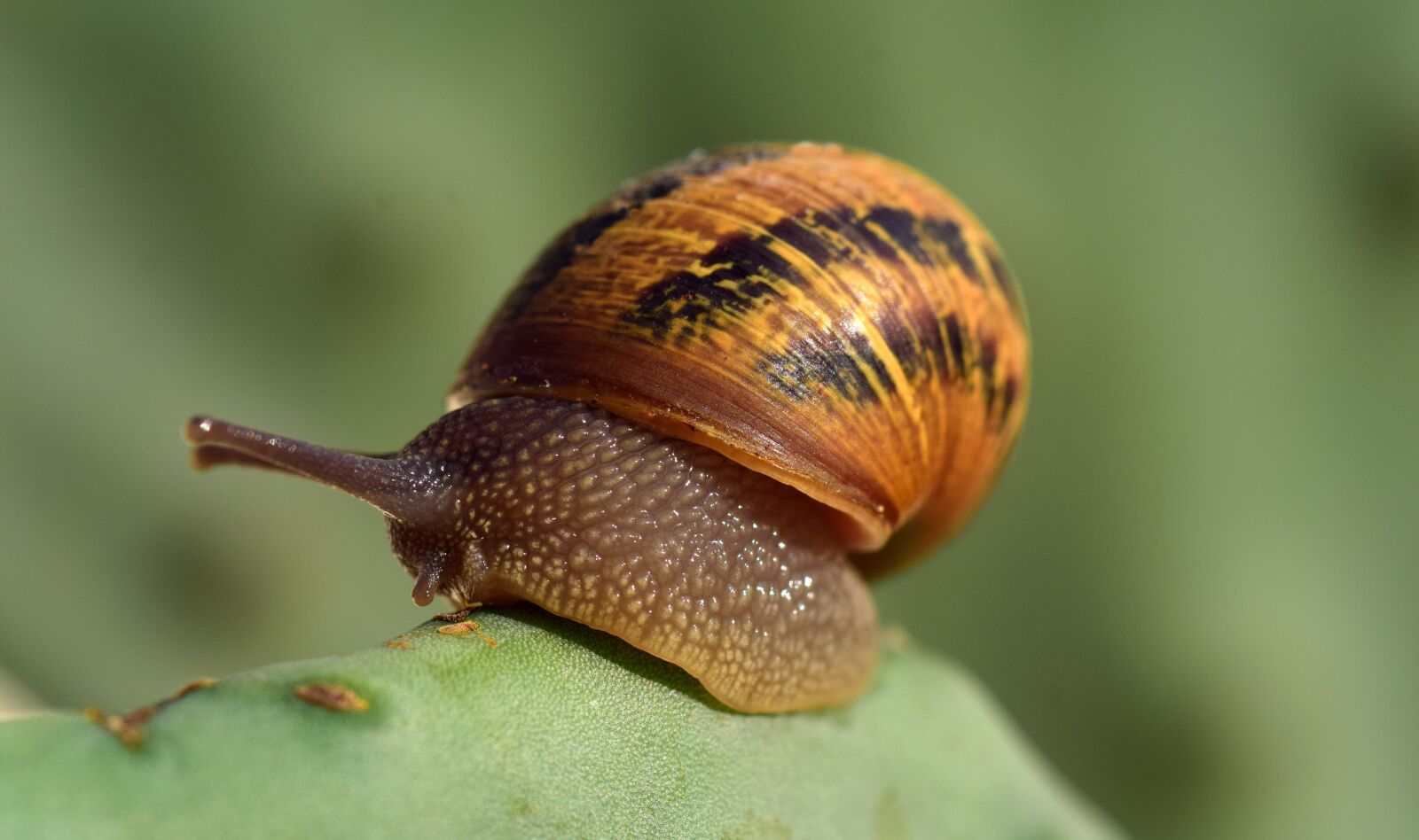 Nikon D3300 sample photo. Snail, cactus, macro photography