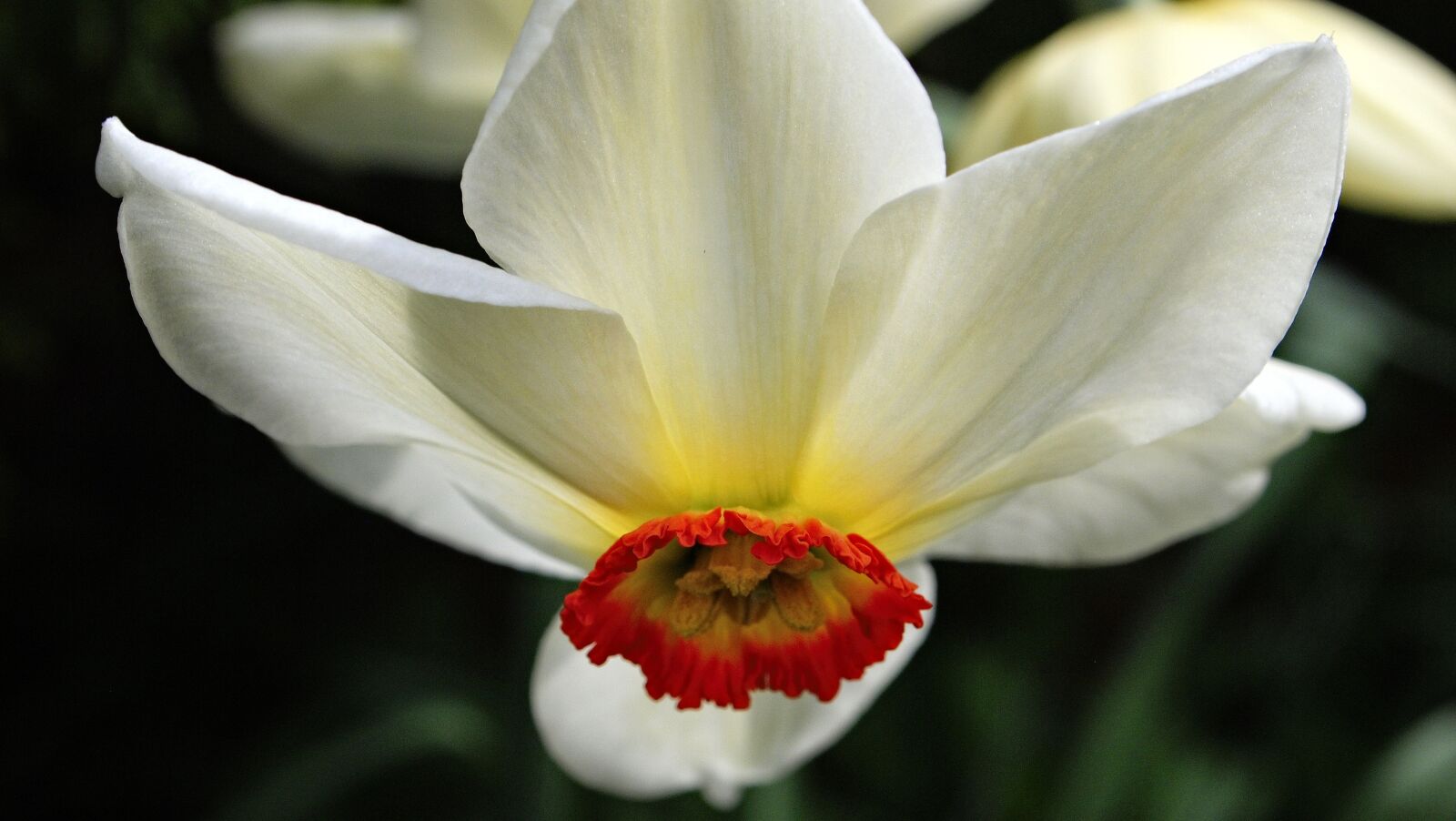 Olympus PEN E-P2 sample photo. Daffodil, flower, blooming photography