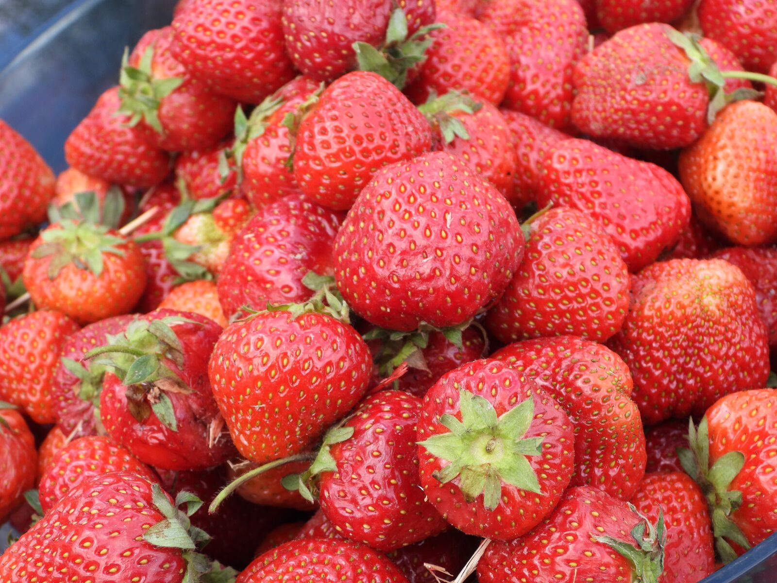 Nikon Coolpix P1000 sample photo. Strawberry, strawberries, fruit photography