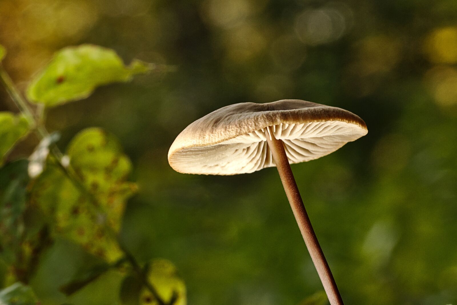 Canon EOS M5 sample photo. Forest, mushroom, disc fungus photography