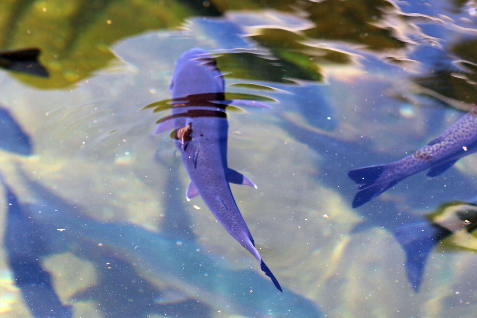 Canon EF 70-300mm F4-5.6 IS USM sample photo. Fish, water, alga photography