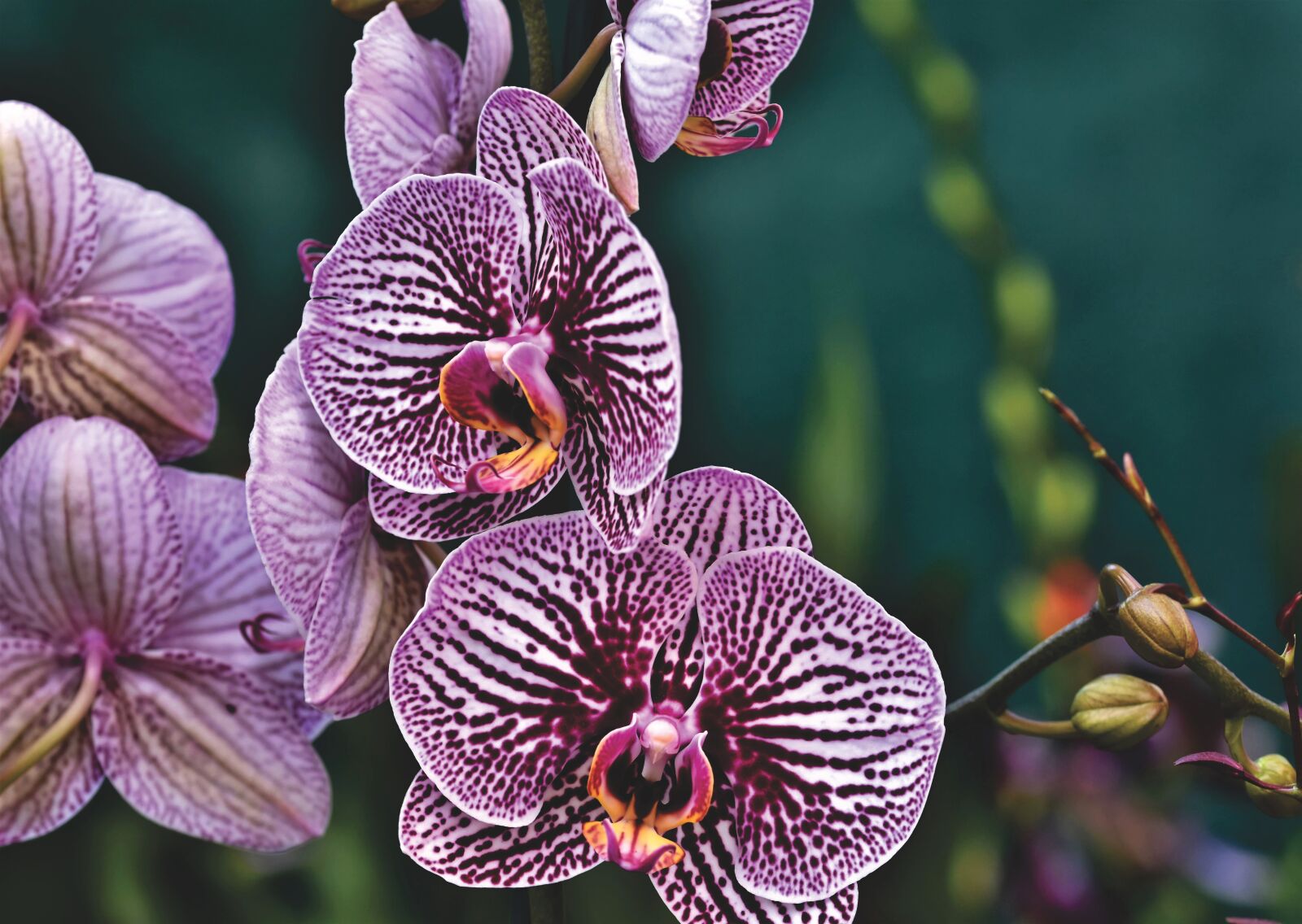 Nikon D7200 sample photo. Orchid, blossom, bloom photography