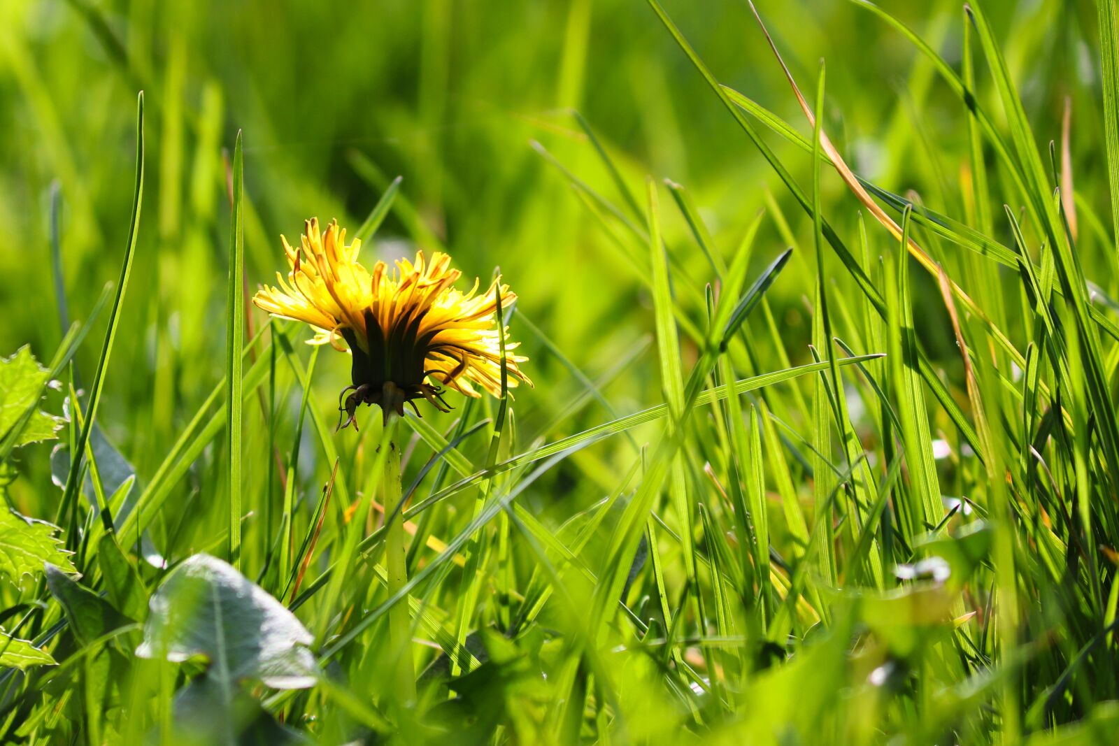 Canon EOS 200D (EOS Rebel SL2 / EOS Kiss X9) sample photo. Dandelion, flowers, bloom photography