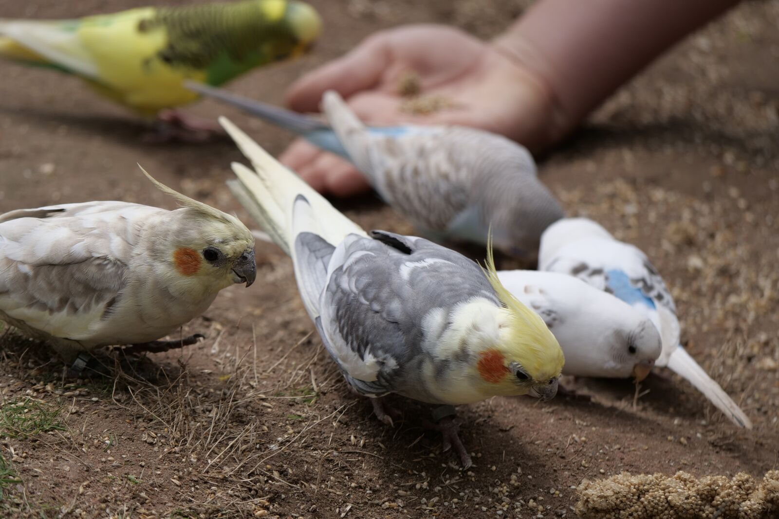 Panasonic Lumix DC-G9 sample photo. Nymphs parakeet, parakeet, spring photography