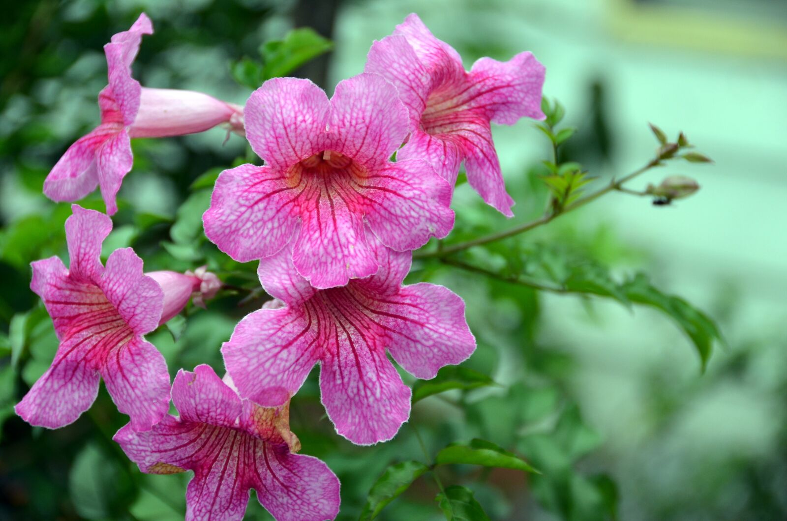 Nikon D5100 sample photo. Flower, pink, texture photography