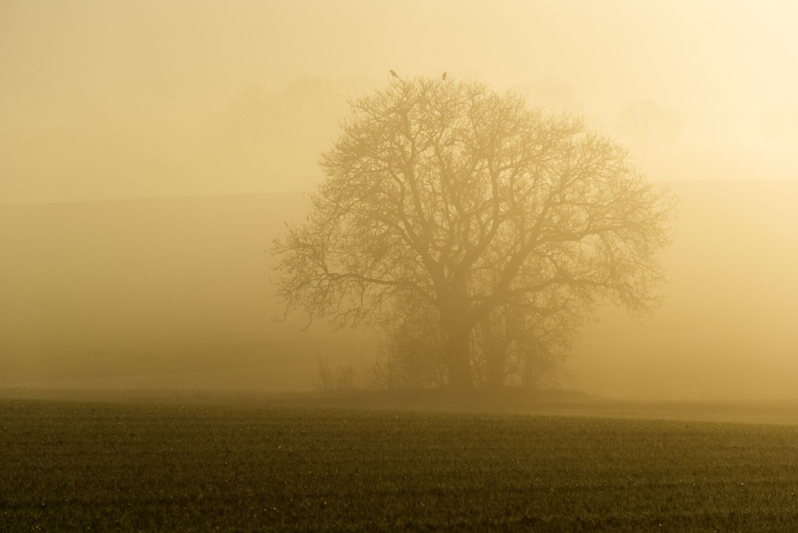 Sony a6000 sample photo. Fog, sun, backlighting photography