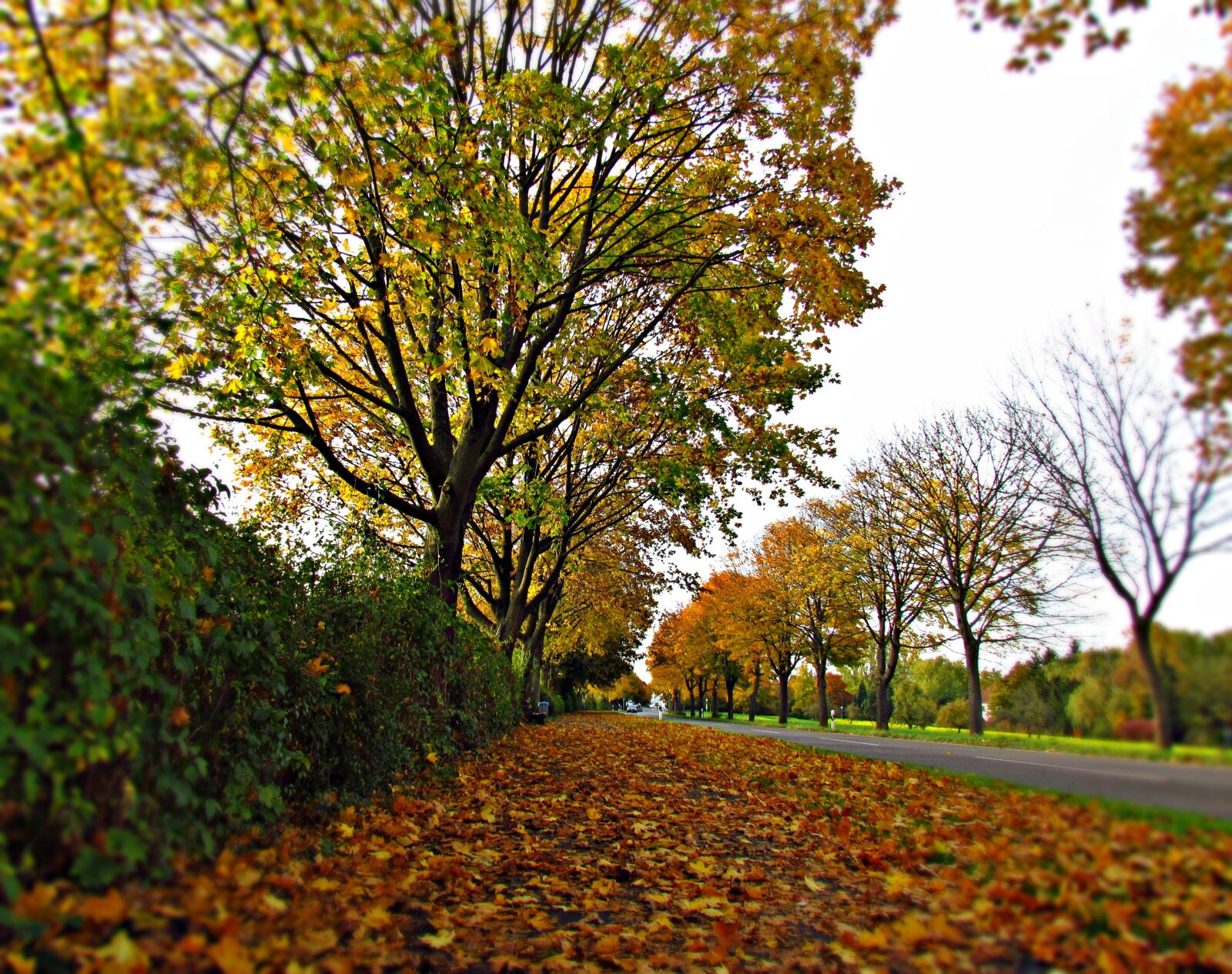 Canon PowerShot SX30 IS sample photo. Autumn, foliage, red photography