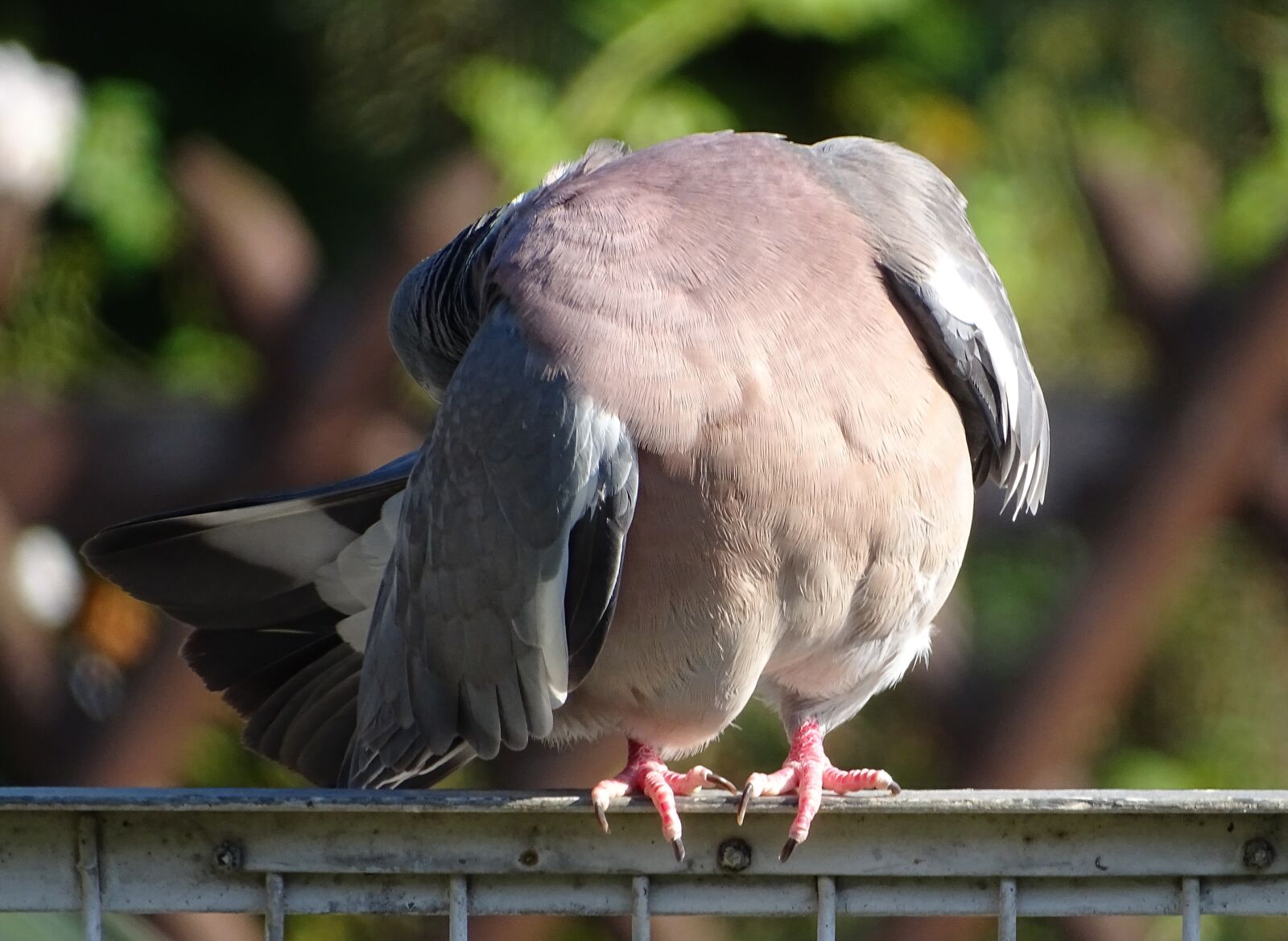 Sony Cyber-shot DSC-HX400V sample photo. Dove, ringdove, field deaf photography
