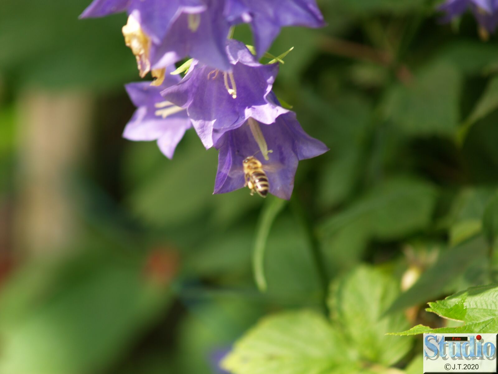 Olympus E-500 (EVOLT E-500) sample photo. Flowers, spring, bellflower photography