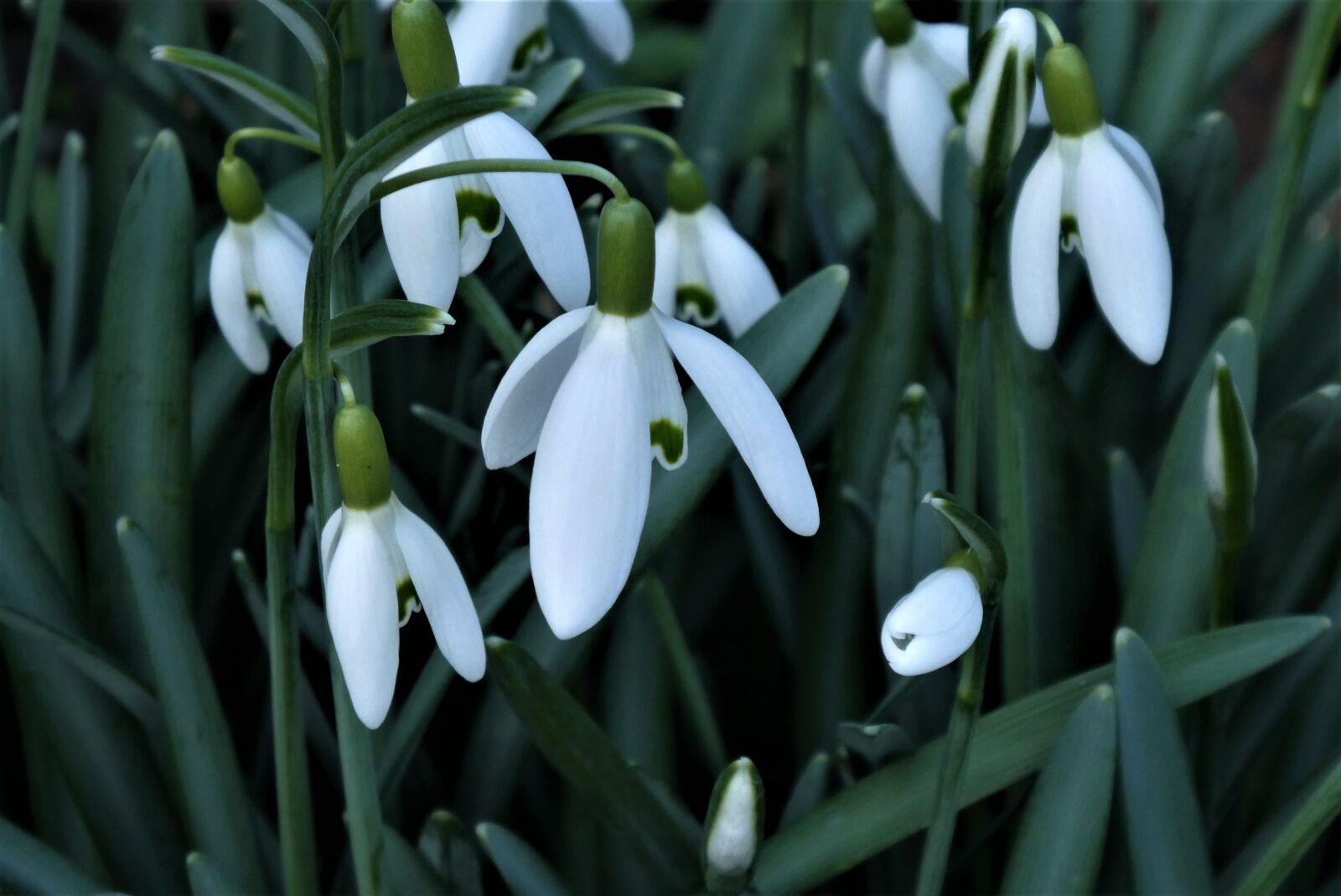 Panasonic Lumix DC-ZS70 (Lumix DC-TZ90) sample photo. Snowdrops, winter, snowdrop photography