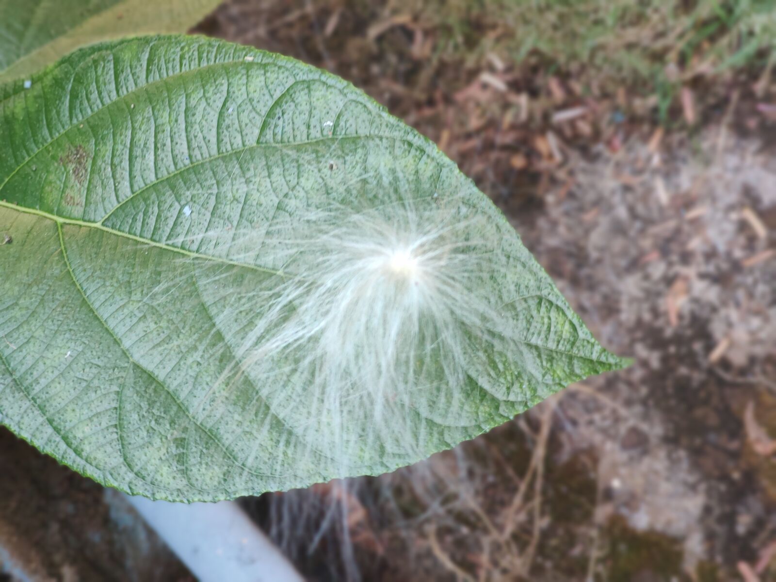 Xiaomi Redmi K20 sample photo. Milkweed, crown flower, genus photography