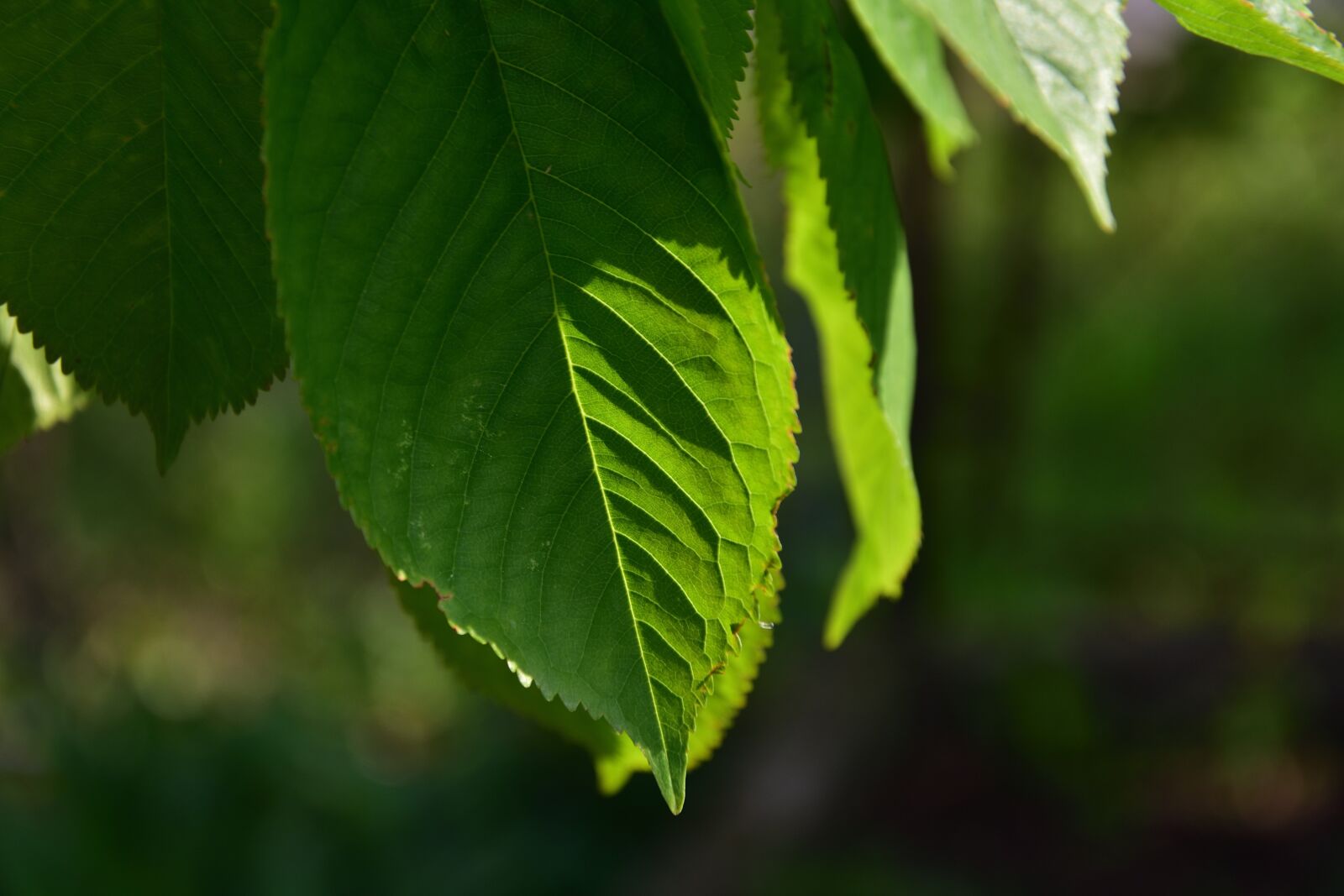 Nikon D3400 sample photo. Sheet, shadow, light photography