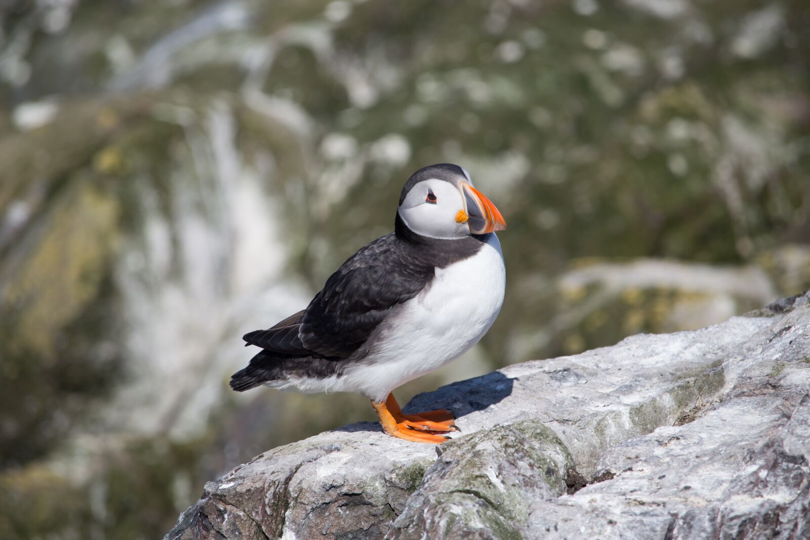 Canon EOS 700D (EOS Rebel T5i / EOS Kiss X7i) sample photo. Puffin, farne, bird photography