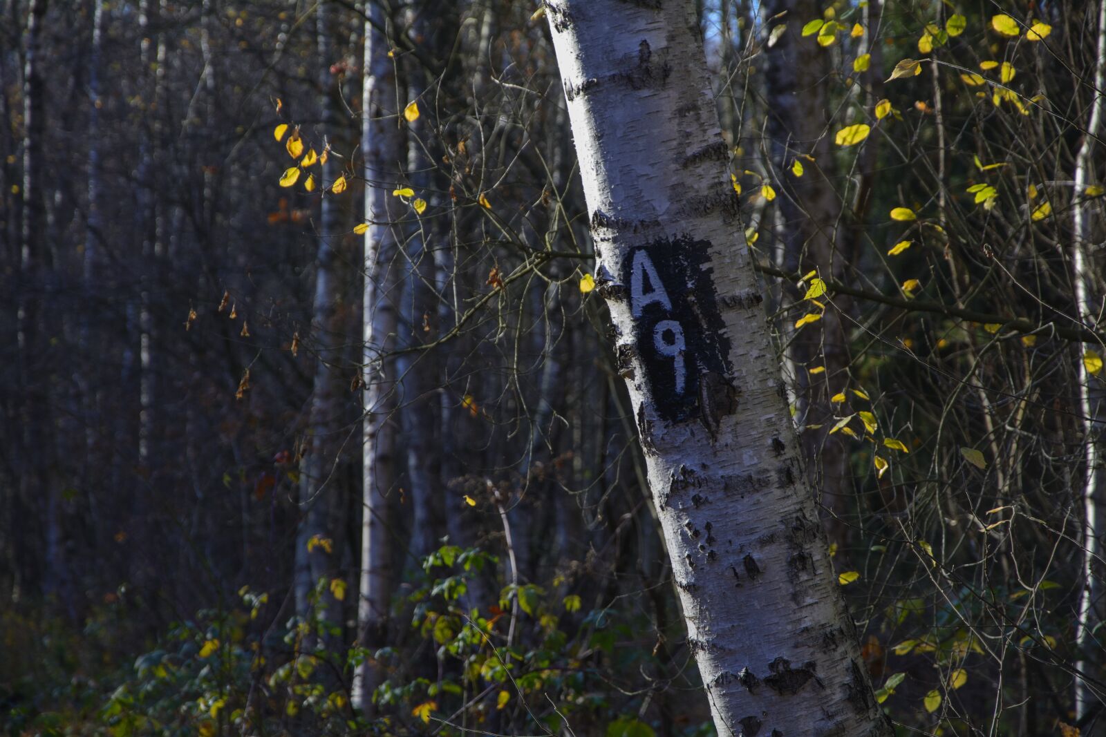 Nikon D7100 sample photo. Mark, marked trail, a9 photography