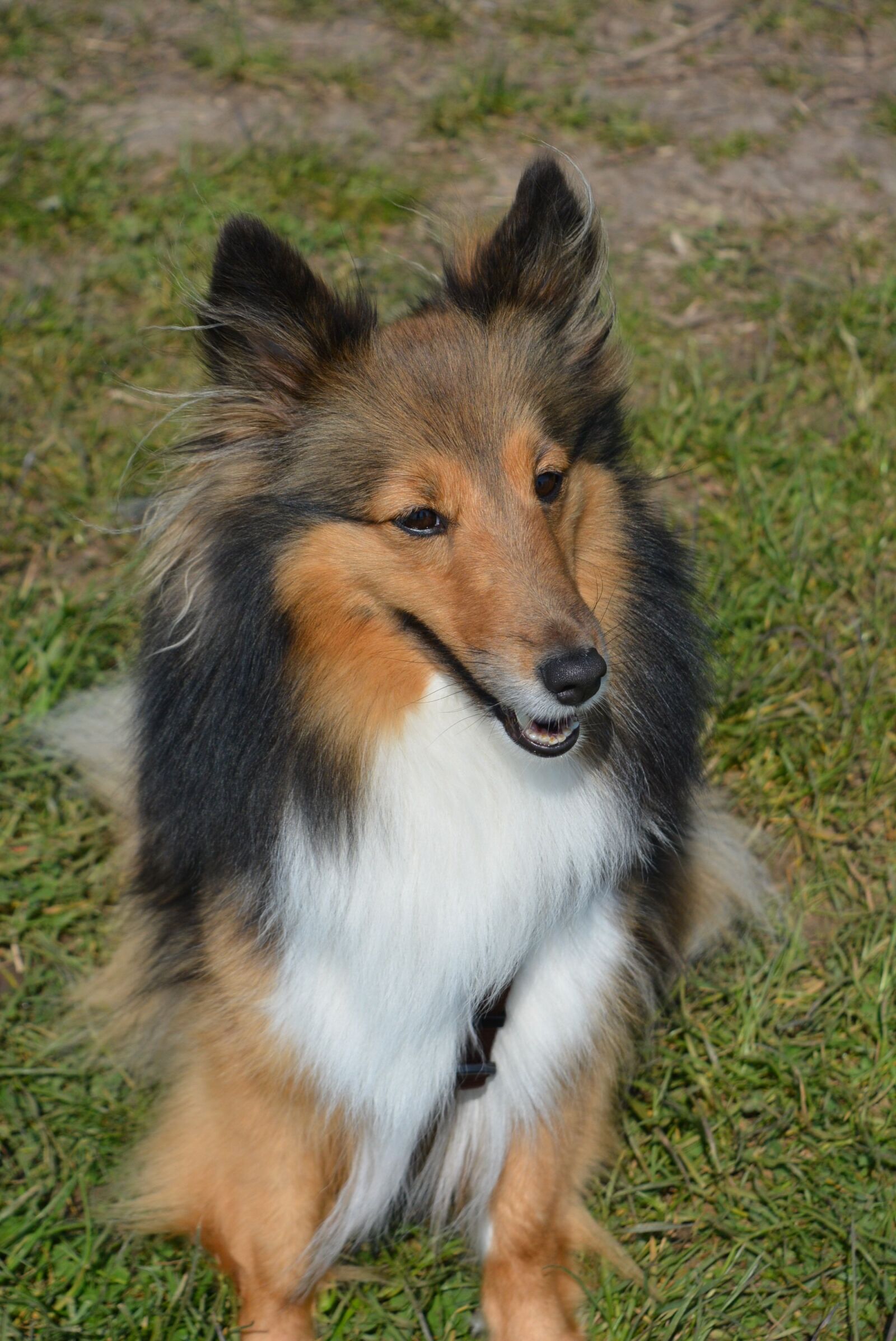 Nikon D5200 sample photo. Long-haired collie, dog, cute photography