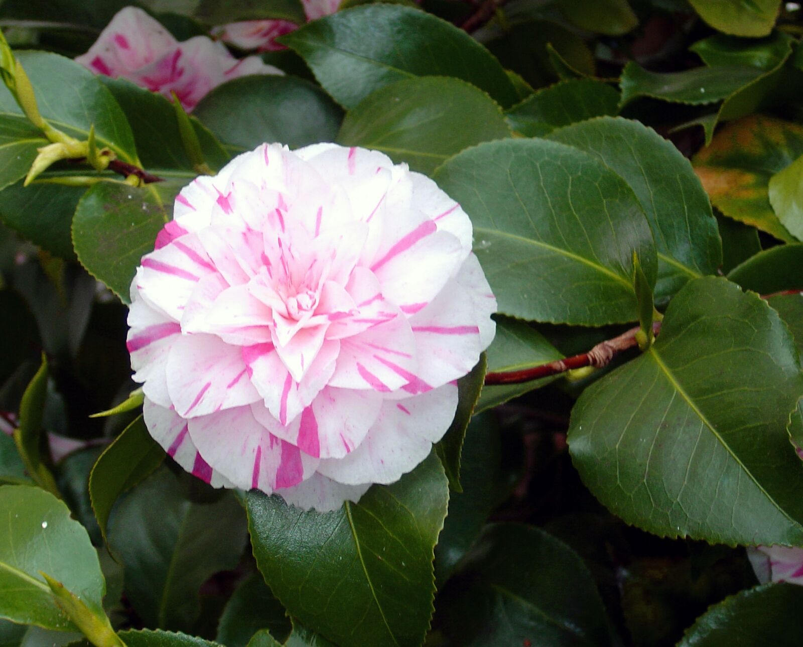 Sony DSC-P10 sample photo. Camellia, bloom, flower photography