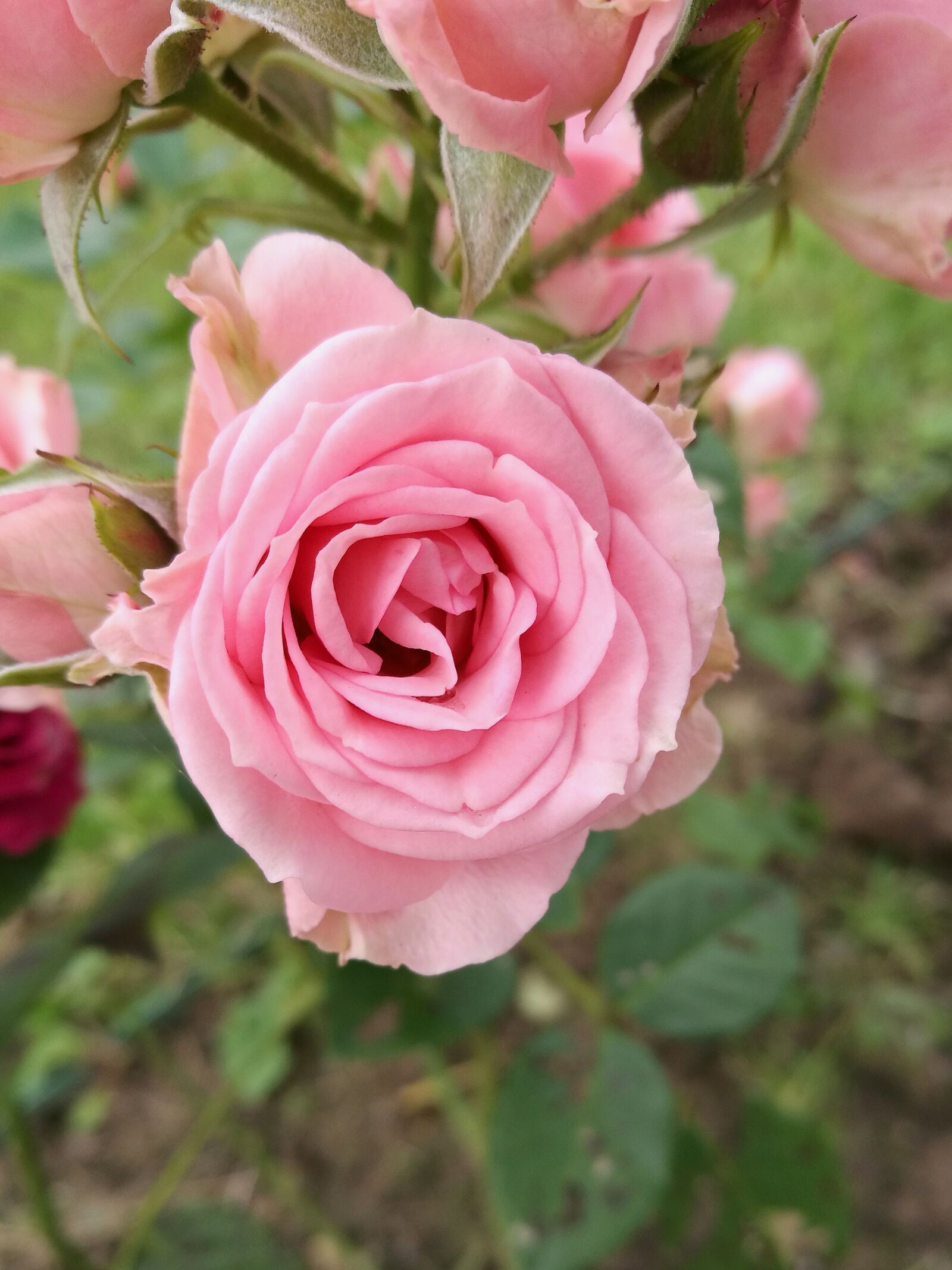 HUAWEI P9 sample photo. Rose, summer, macro photography
