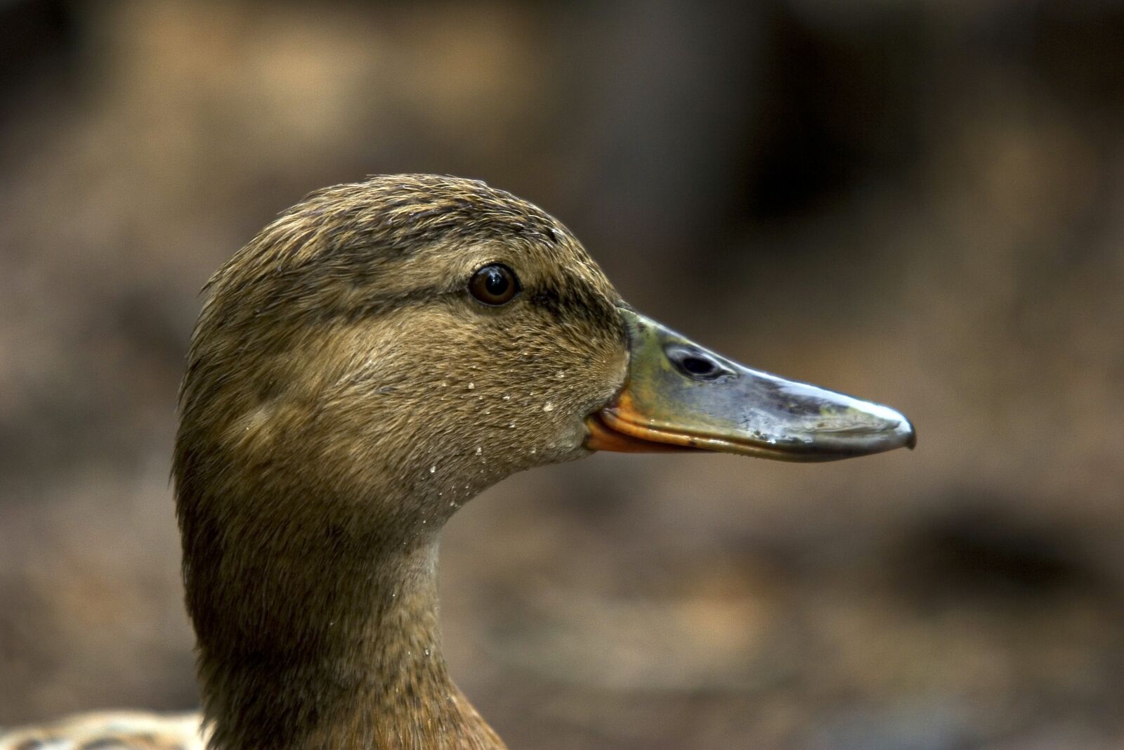 Canon EOS 20D sample photo. Birds, ends, animals photography