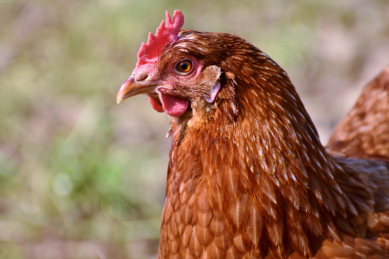 Nikon D7200 sample photo. Chicken, hen, poultry photography