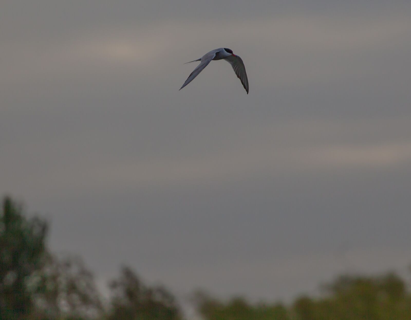 Canon EOS 5D Mark II sample photo. Common tern, flying common photography