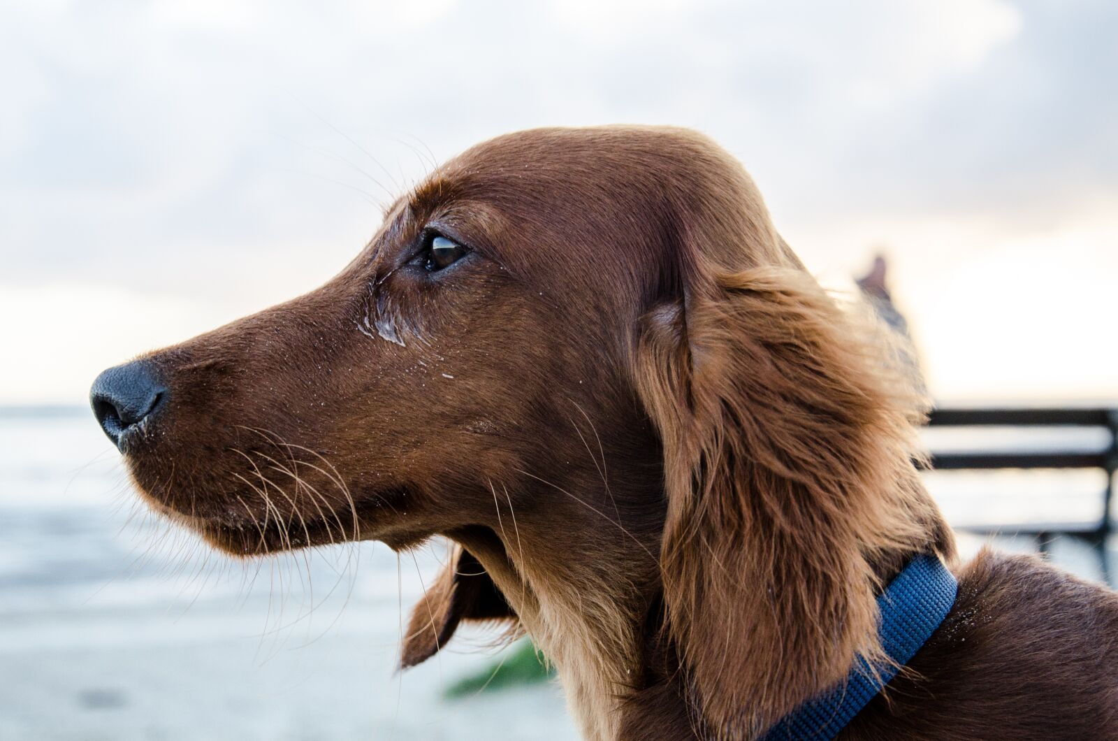 Nikon D5100 sample photo. Dachshund, long hair dachshund photography