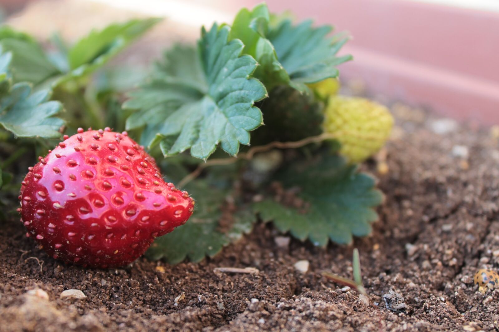 Canon EOS 1100D (EOS Rebel T3 / EOS Kiss X50) sample photo. Strawberry, green, nature photography