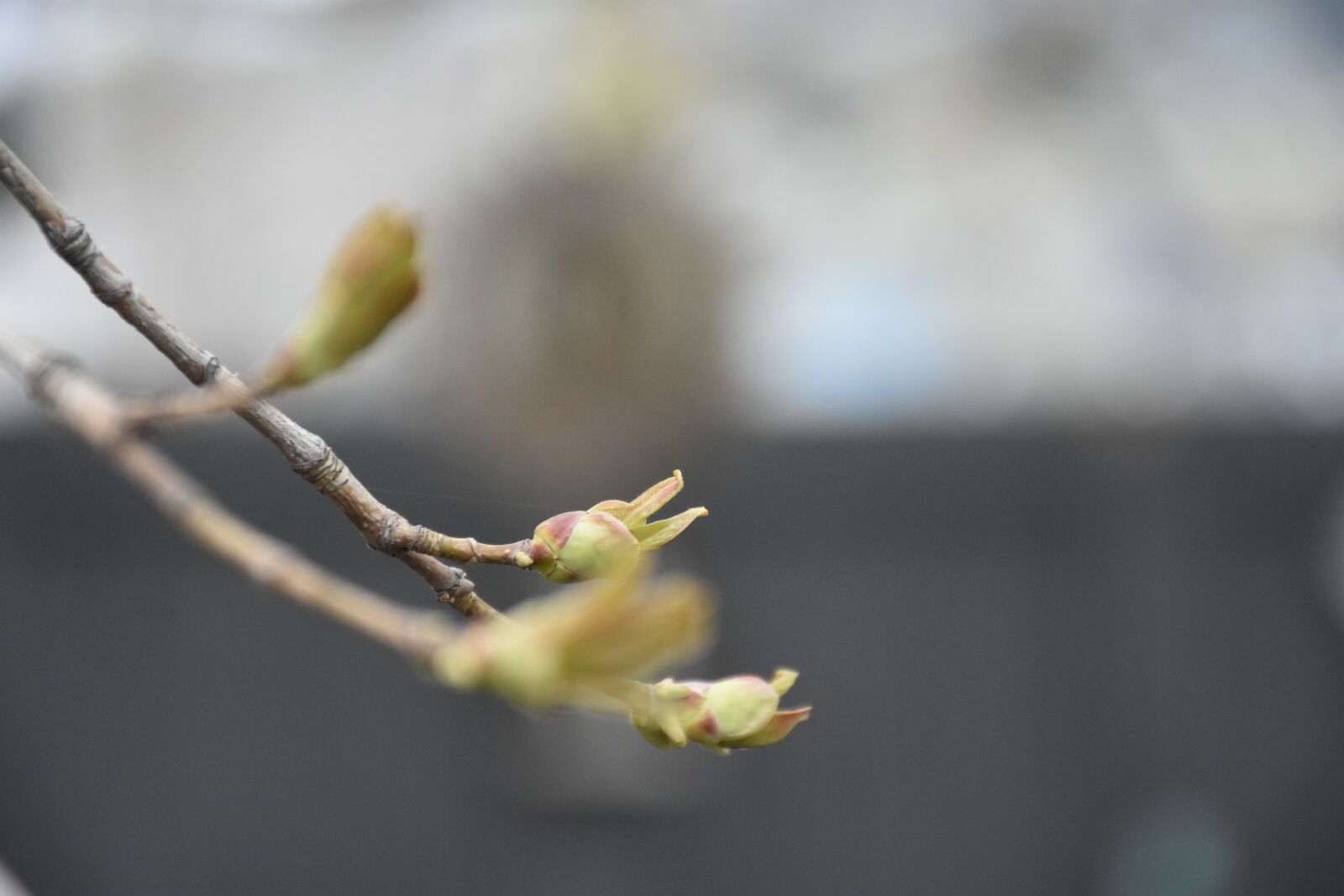 Nikon D7200 sample photo. Maple tree, spring, growth photography