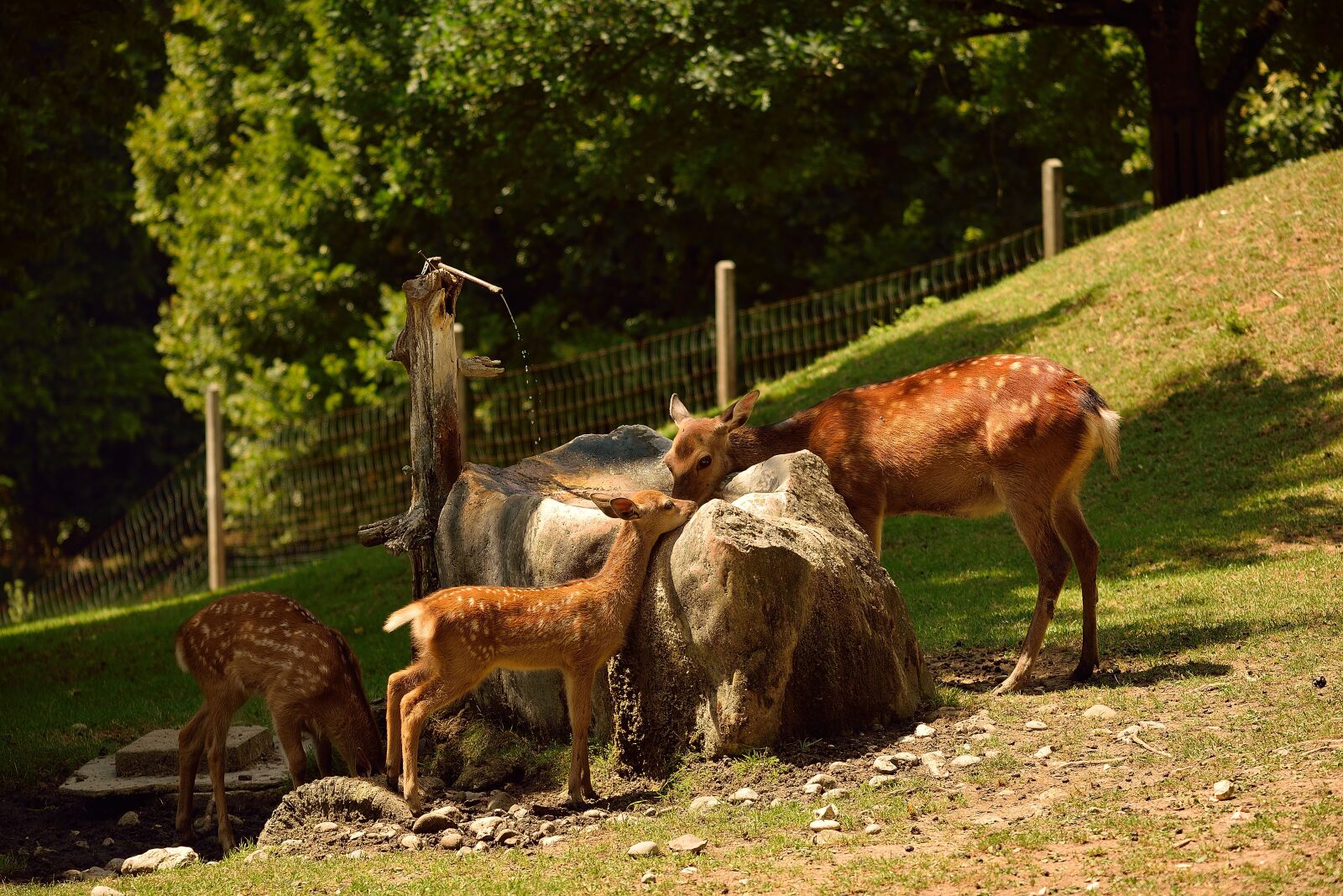 Nikon D5300 sample photo. Roe deer, wild, animal photography