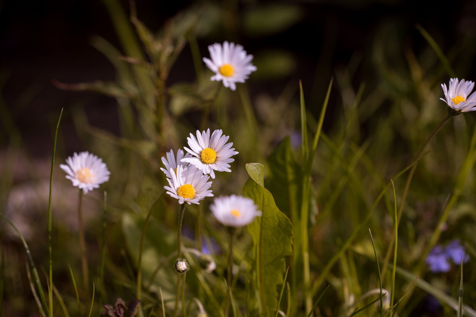 Nikon D750 sample photo. Daisy, pointed flower, meadow photography