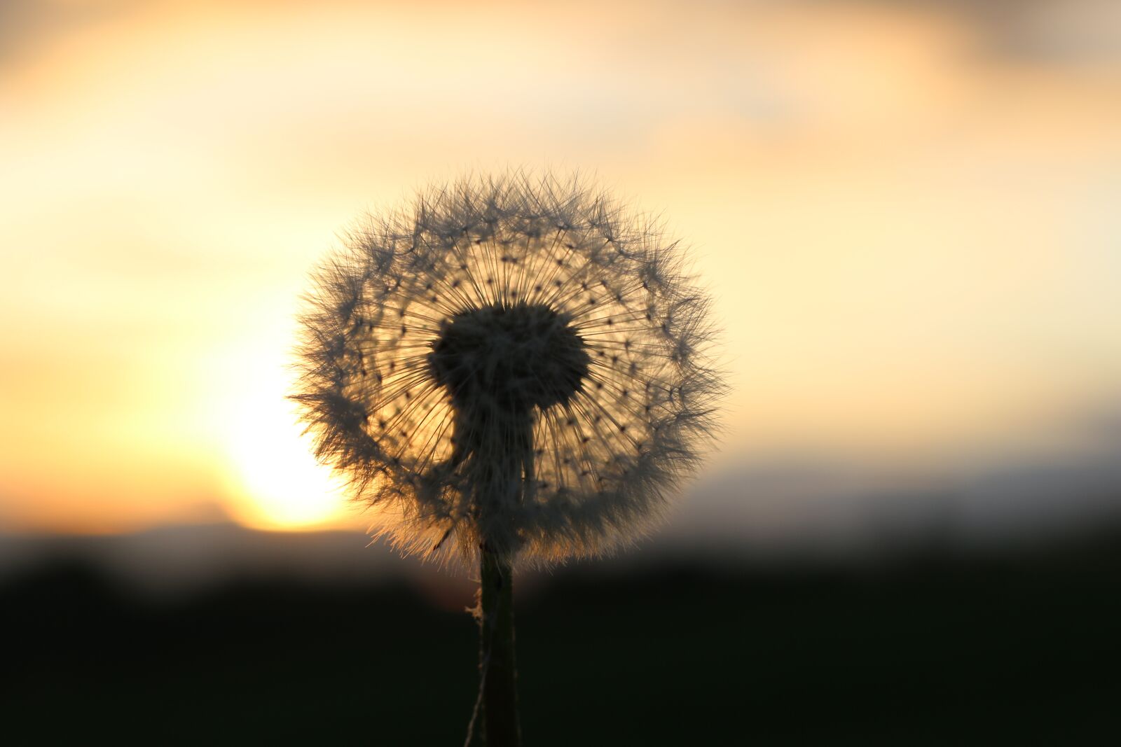 Canon EOS 70D + Canon EF 50mm F1.8 STM sample photo. Dandelion, flower, spring photography