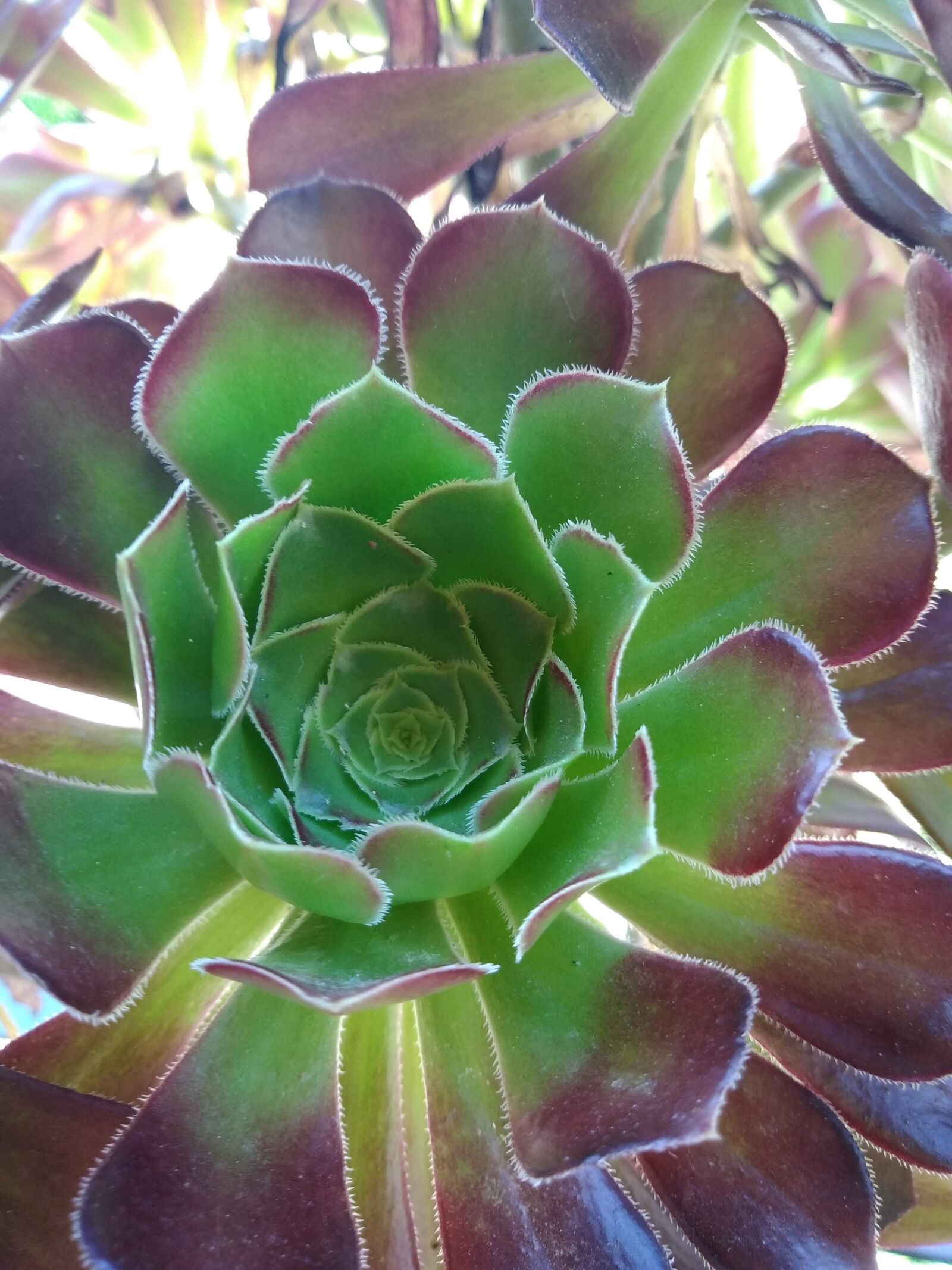 HUAWEI GR3 2017 sample photo. Plant, nature, green photography