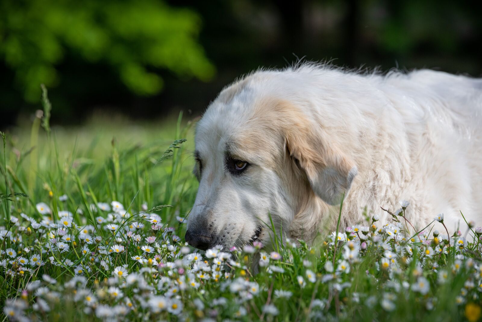 Nikon D750 + Tamron SP 70-200mm F2.8 Di VC USD sample photo. Dog, meadow, flower meadow photography