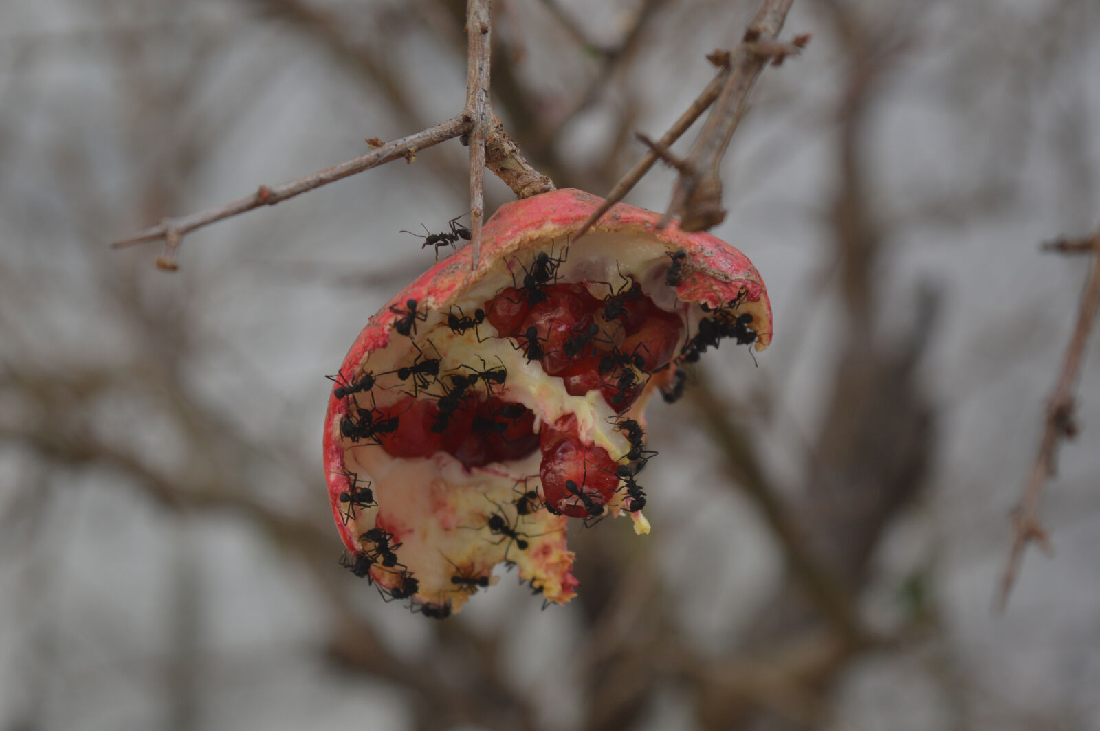 Nikon D3200 sample photo. Buenos, aires, castelar photography
