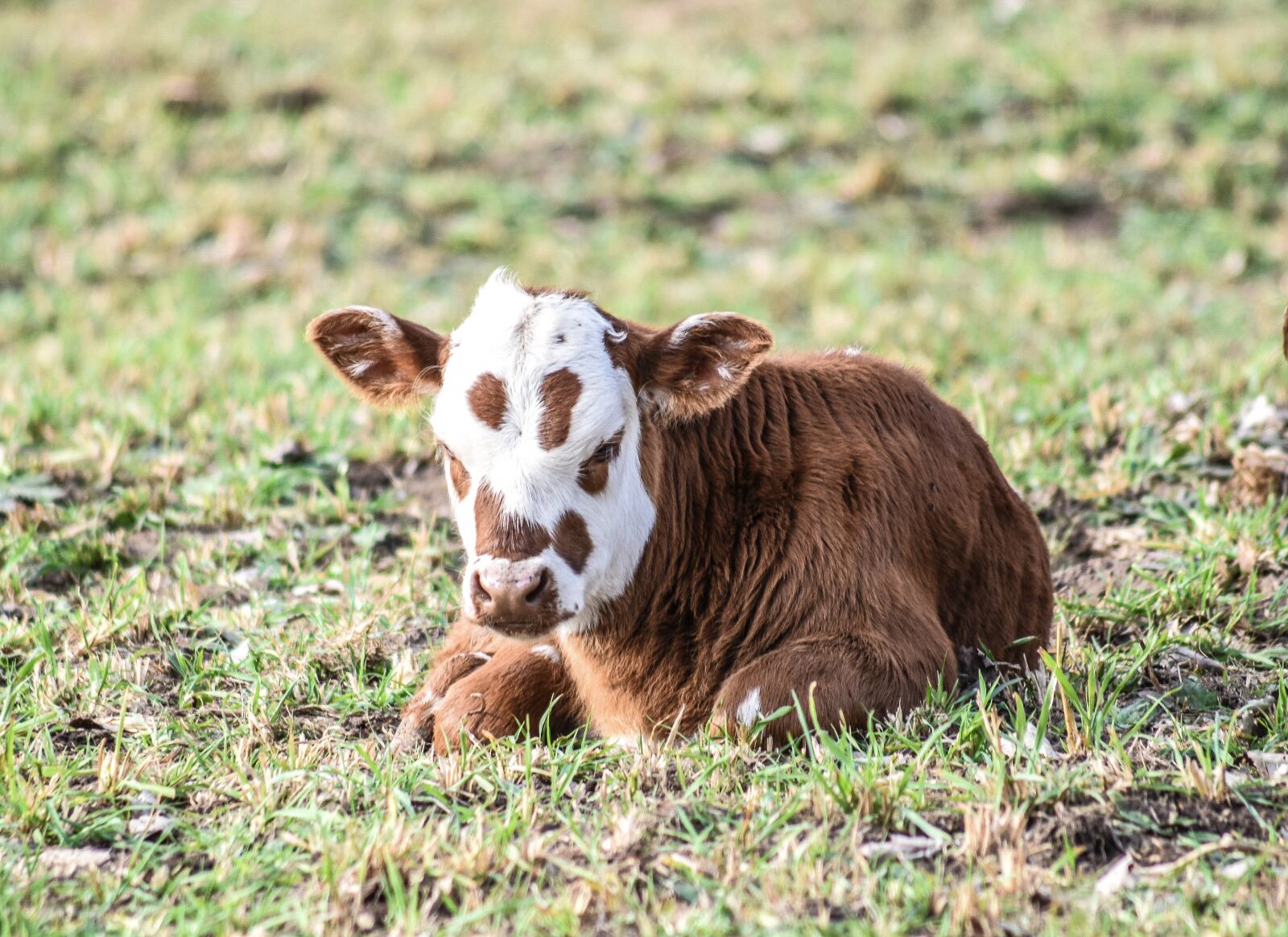 Nikon D5500 sample photo. Bovine, animal husbandry, bullock photography