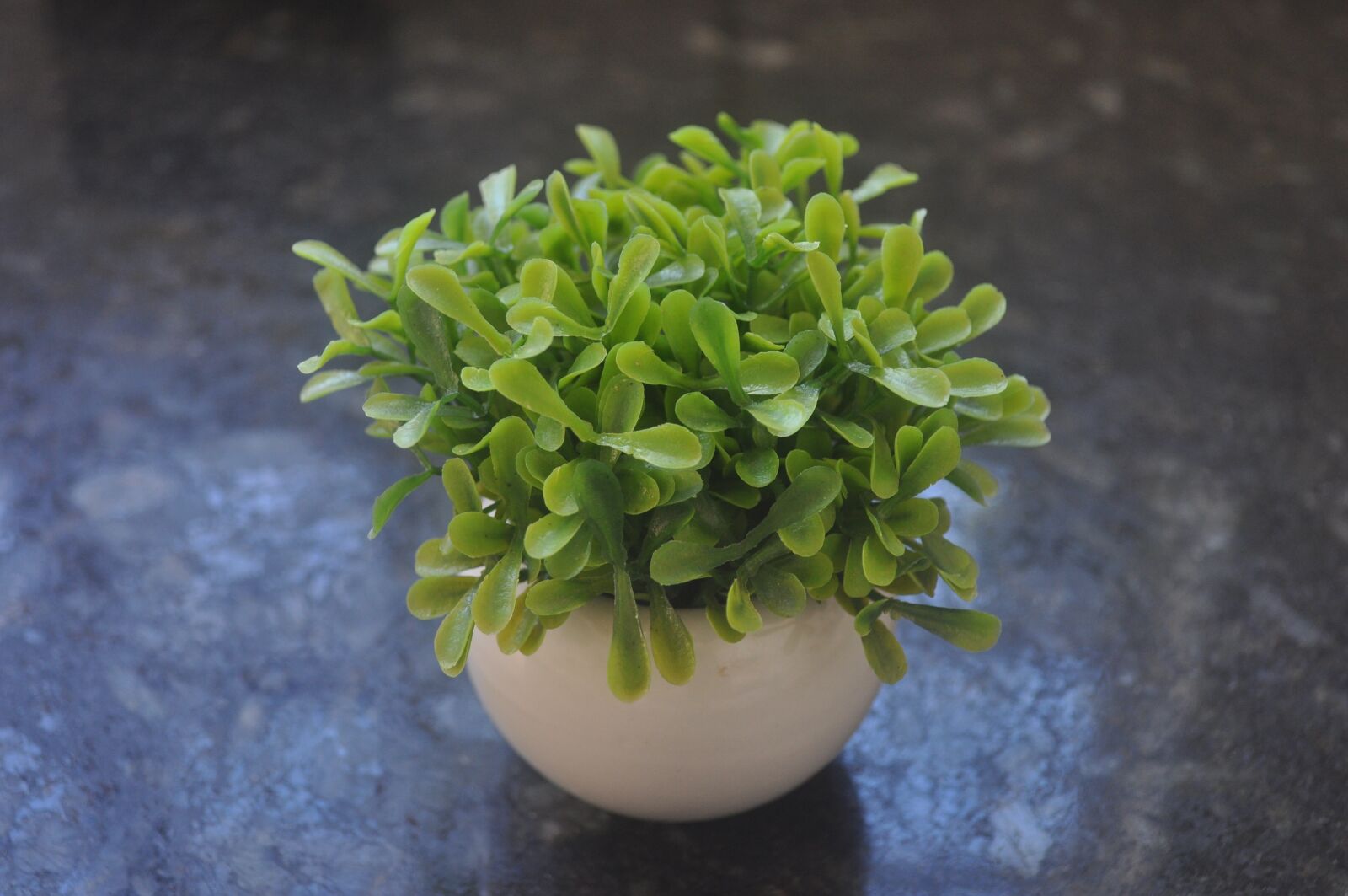 Nikon D5000 sample photo. Plant buchinha artificial, plant photography
