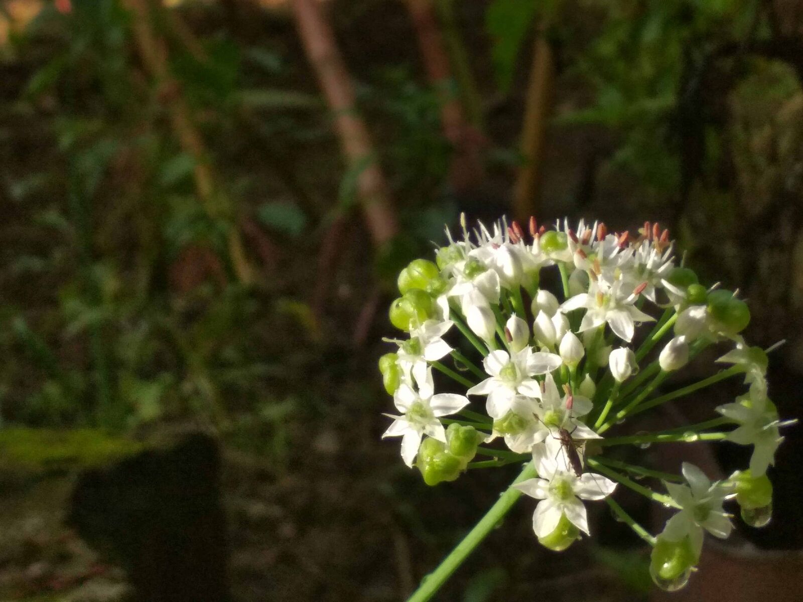 Xiaomi Redmi 4 Pro sample photo. Flower, flora, nature, plant photography