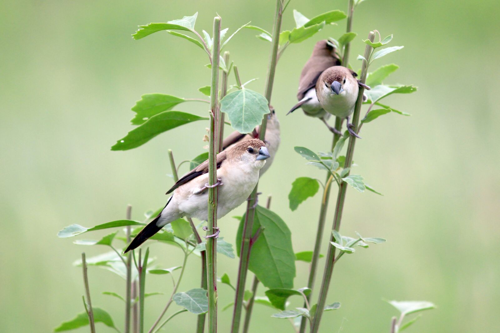 Canon EOS 700D (EOS Rebel T5i / EOS Kiss X7i) sample photo. Nature, birds, green photography